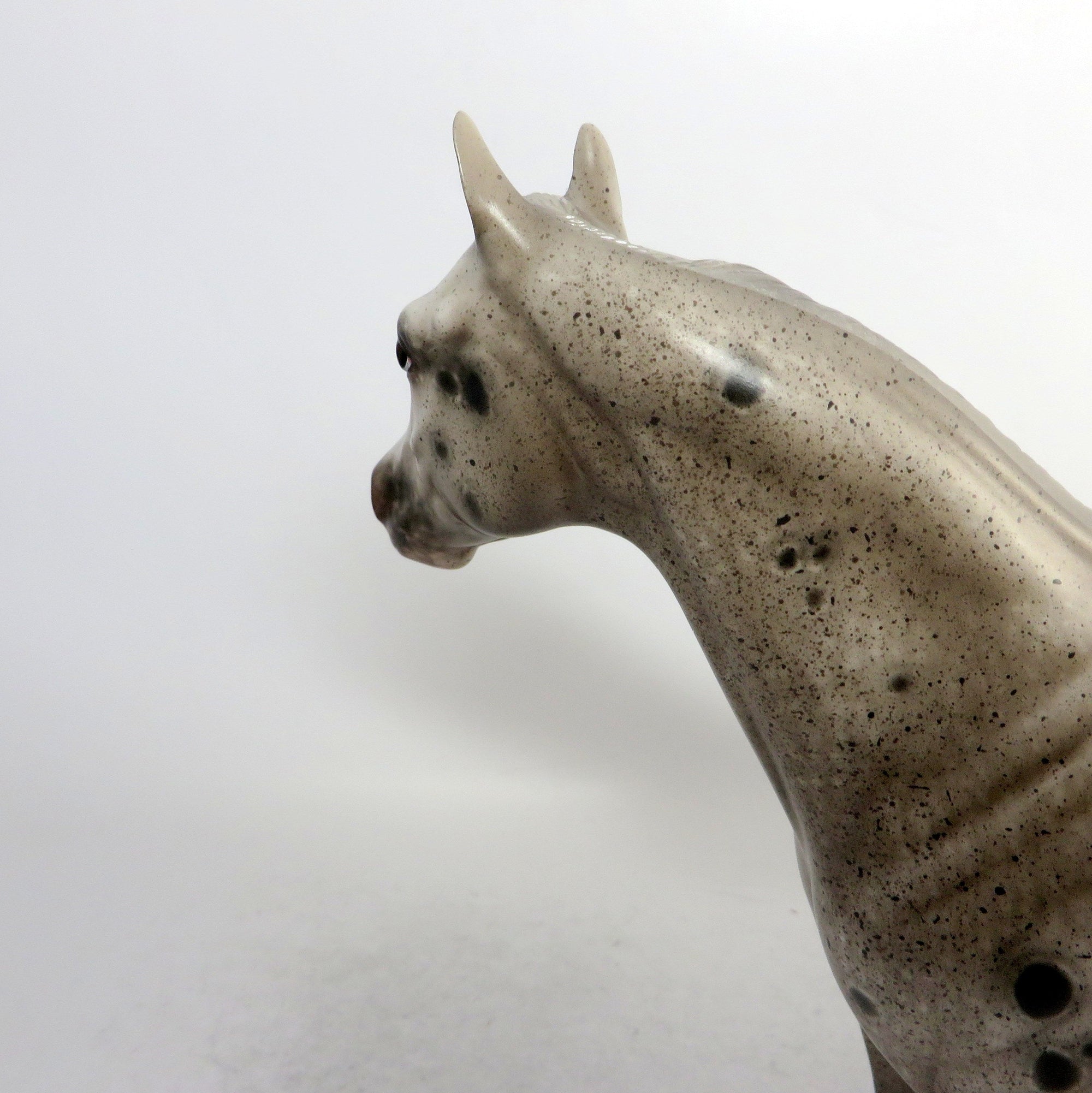 grey appaloosa
