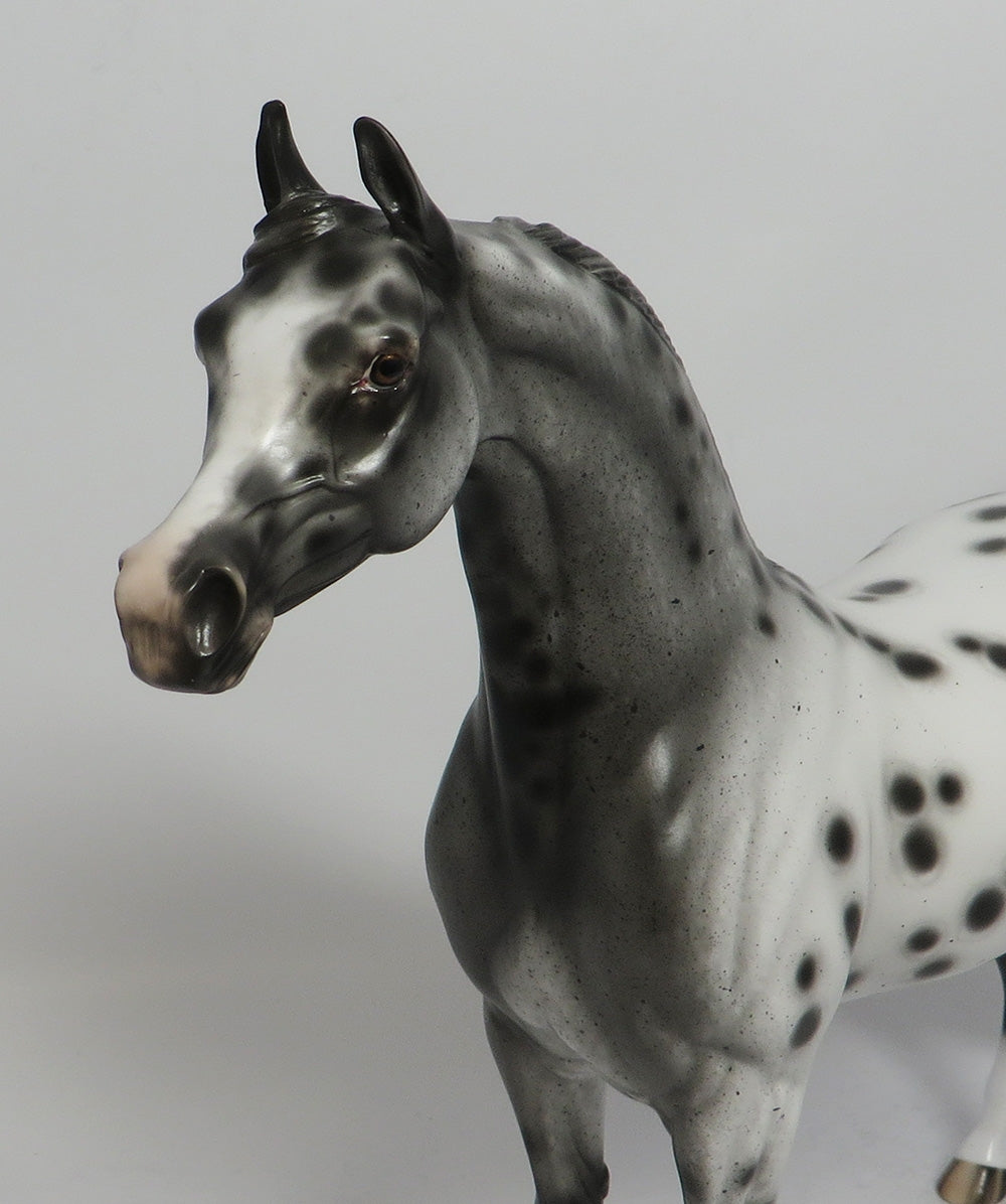 Appaloosa