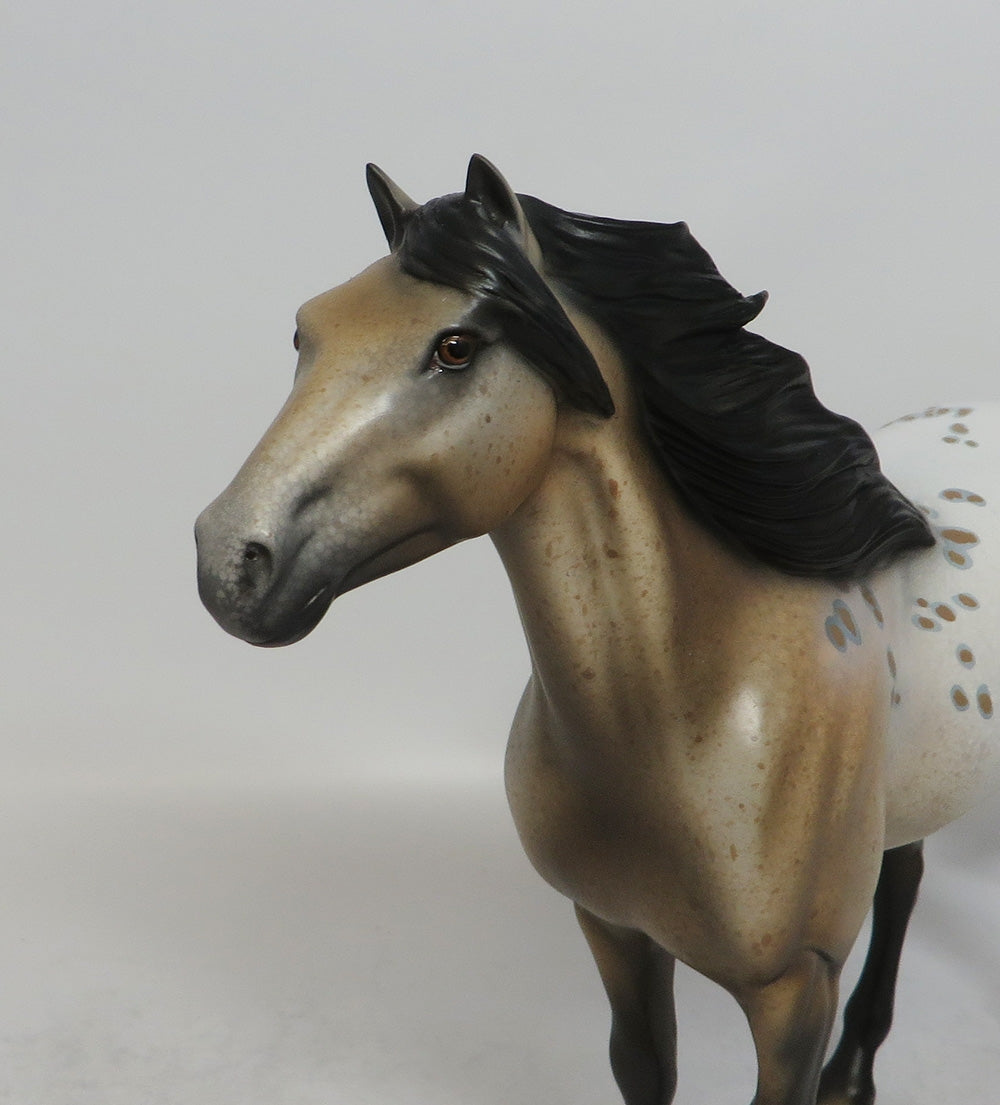 WOODSTOCK-OOAK BUCKSKIN APPALOOSA SPANISH MUSTANG 5/17/18