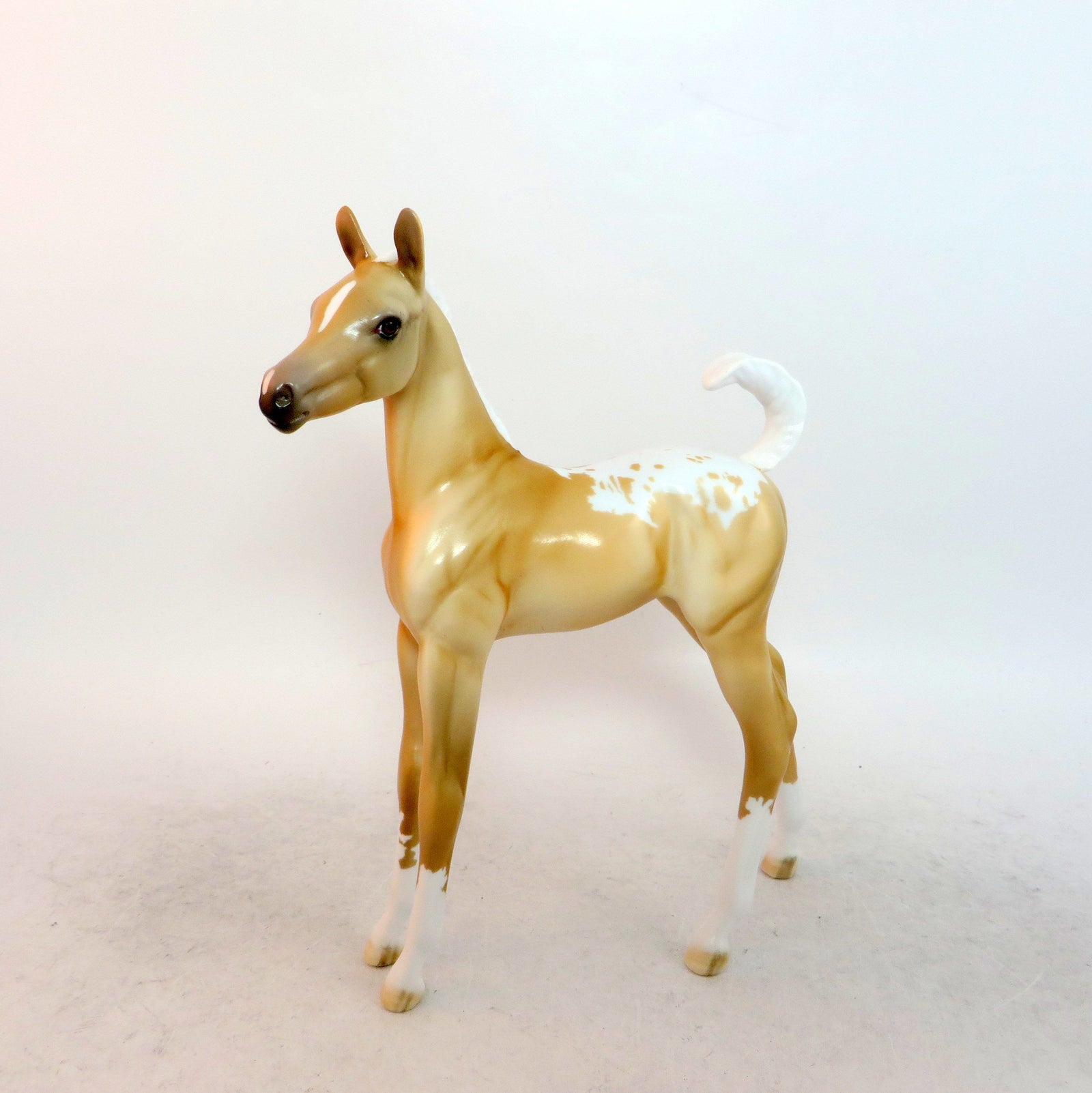 palomino appaloosa foal