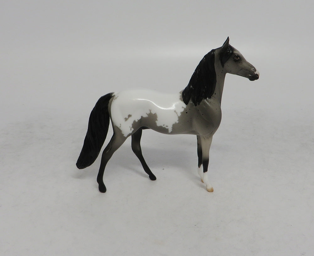 DRUM ROLL - LE6 BLUE ROAN APPALOOSA MORGAN CHIP