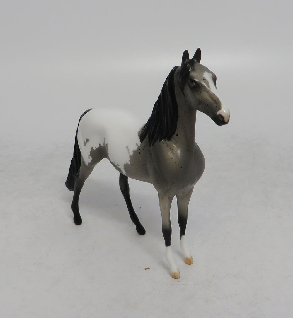 DRUM ROLL - LE6 BLUE ROAN APPALOOSA MORGAN CHIP