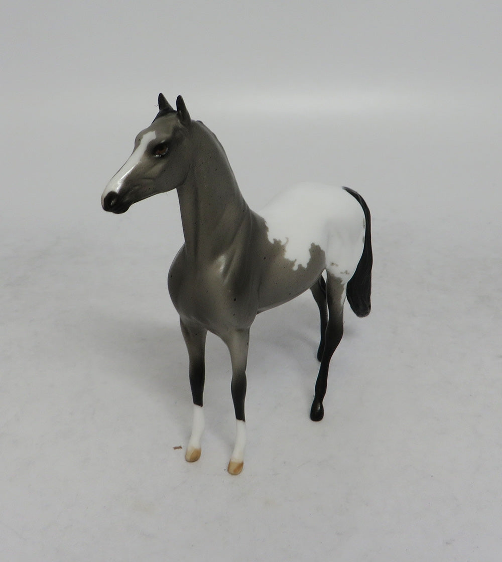 DRUM ROLL - LE6 BLUE ROAN APPALOOSA MORGAN CHIP