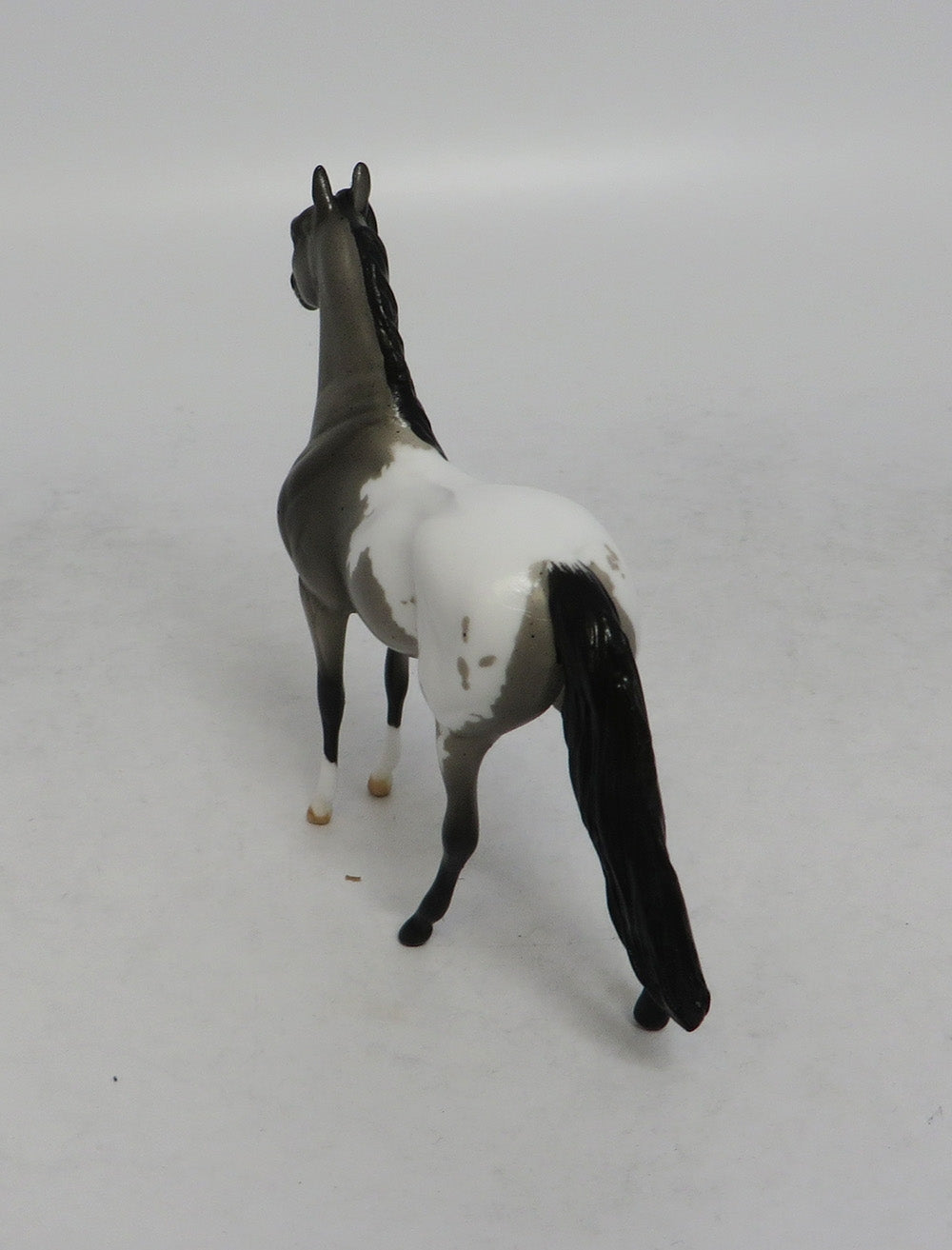 DRUM ROLL - LE6 BLUE ROAN APPALOOSA MORGAN CHIP