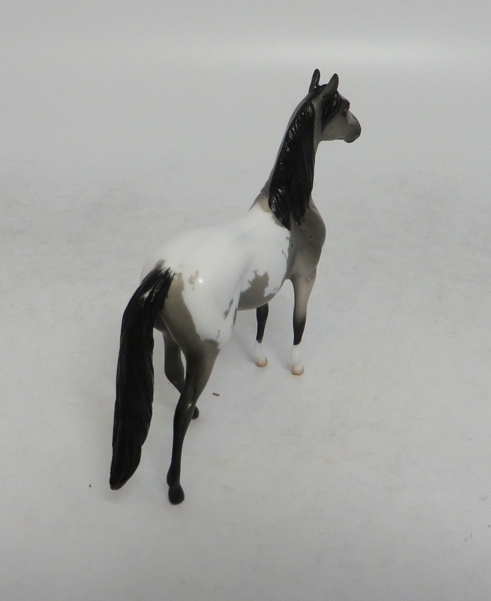 DRUM ROLL - LE6 BLUE ROAN APPALOOSA MORGAN CHIP