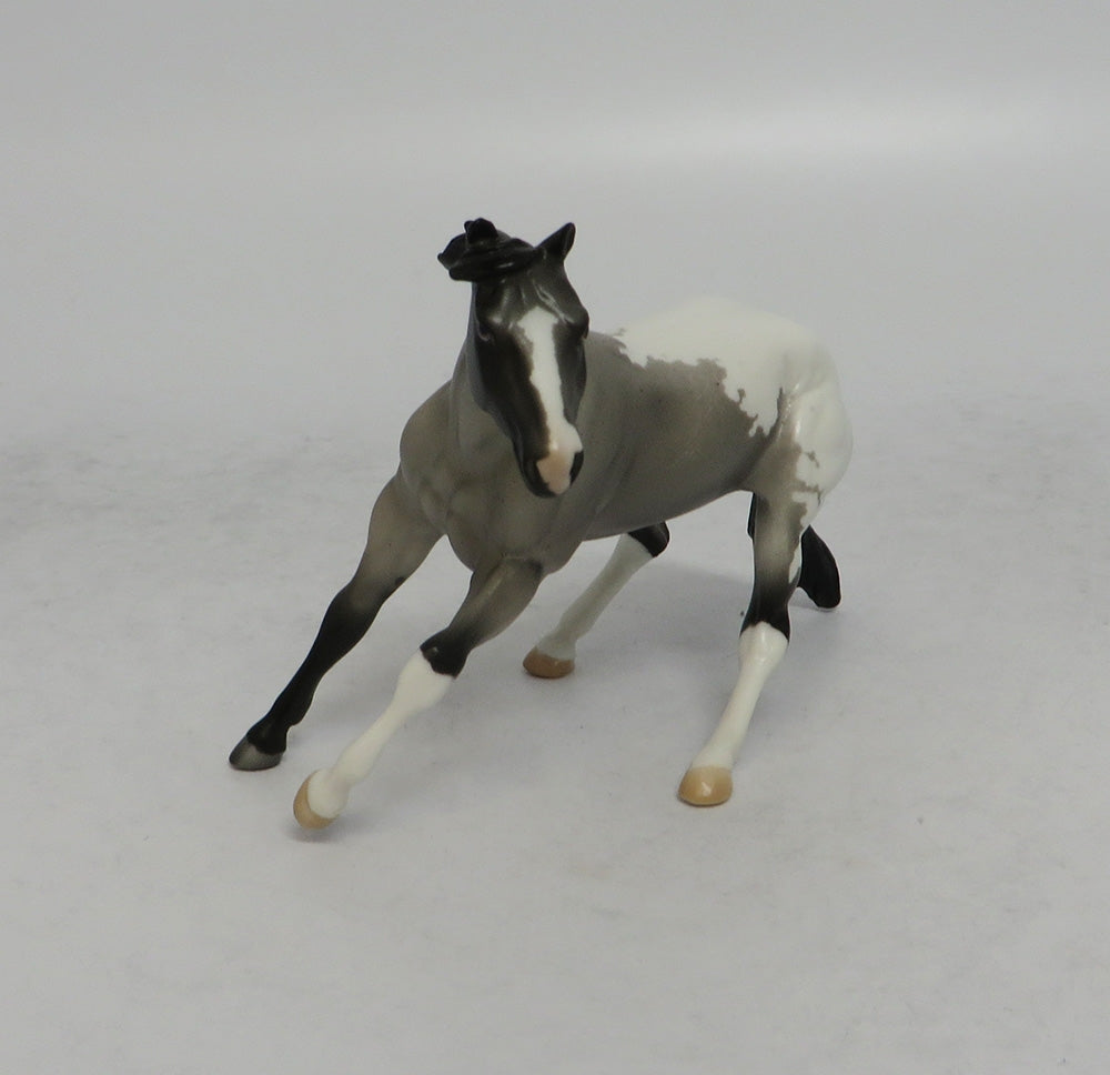 DRUM SOLO - OOAK BLUE ROAN APPALOOSA CUTTER  CHIP