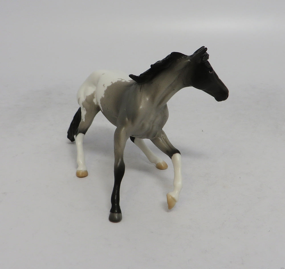 DRUM SOLO - OOAK BLUE ROAN APPALOOSA CUTTER  CHIP