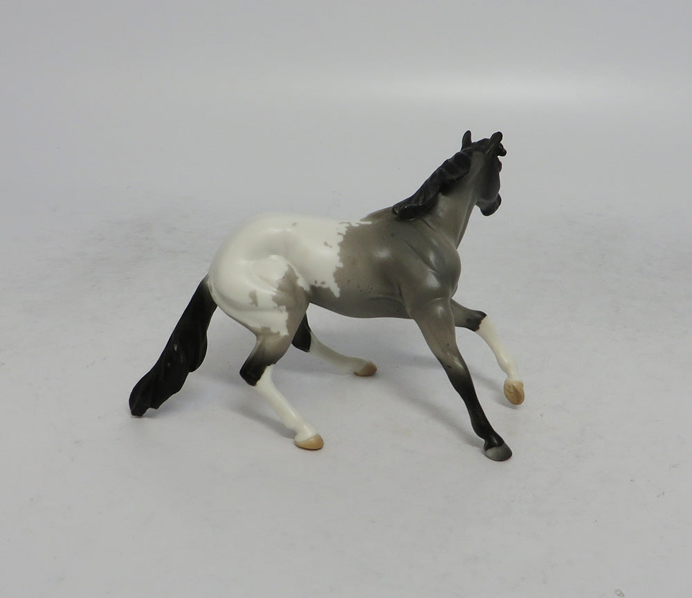 DRUM SOLO - OOAK BLUE ROAN APPALOOSA CUTTER  CHIP
