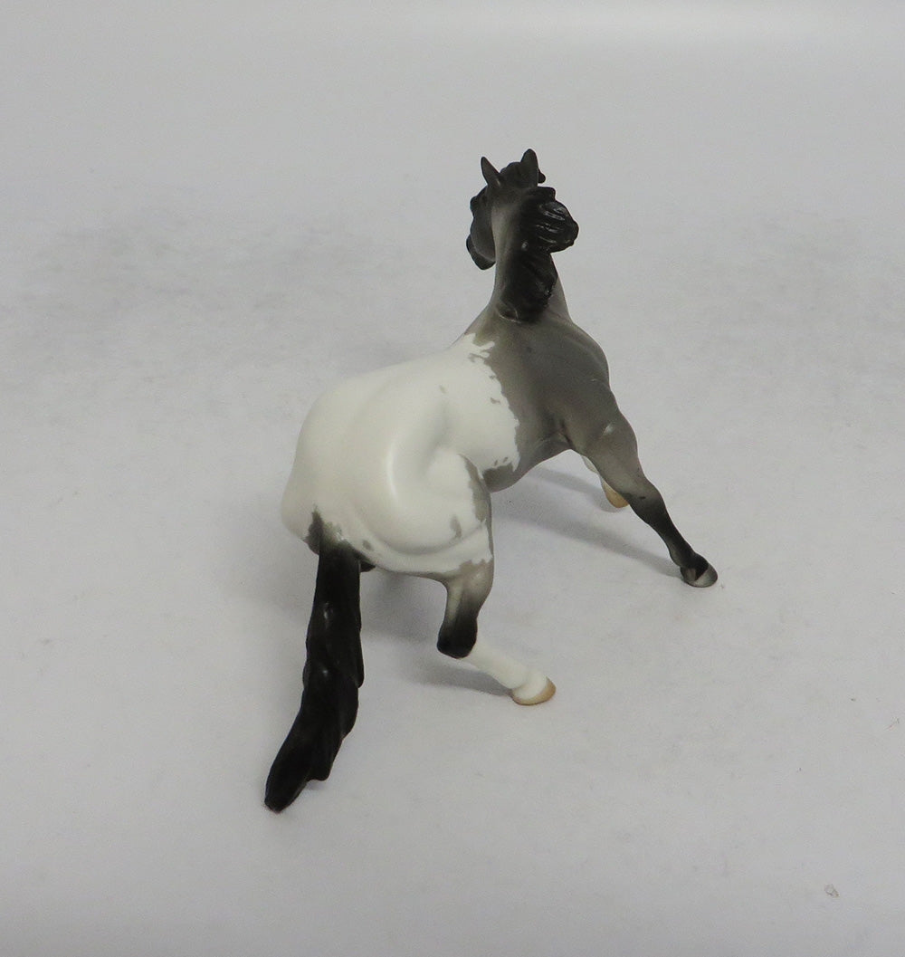 DRUM SOLO - OOAK BLUE ROAN APPALOOSA CUTTER  CHIP