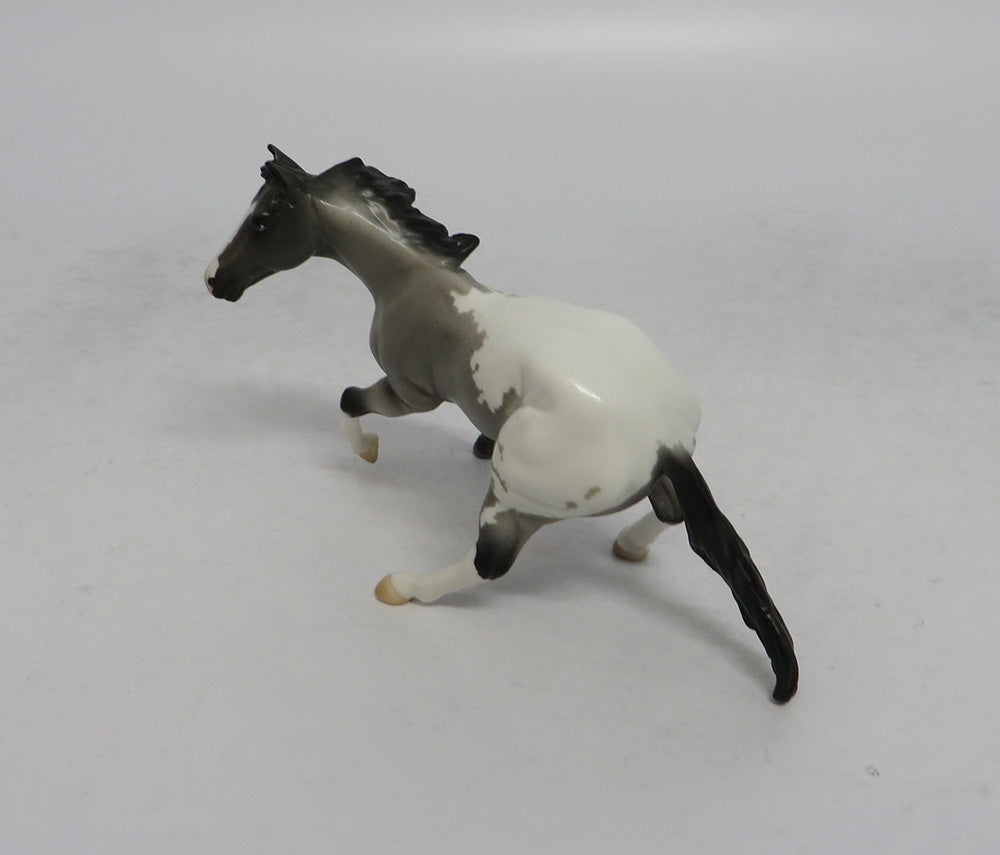 DRUM SOLO - OOAK BLUE ROAN APPALOOSA CUTTER  CHIP
