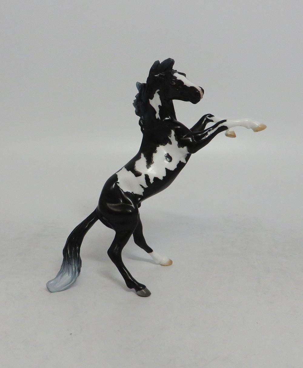 PARTY LIKE A ROCKSTAR - OOAK BLACK PINTO REARING CHIP EQ2018