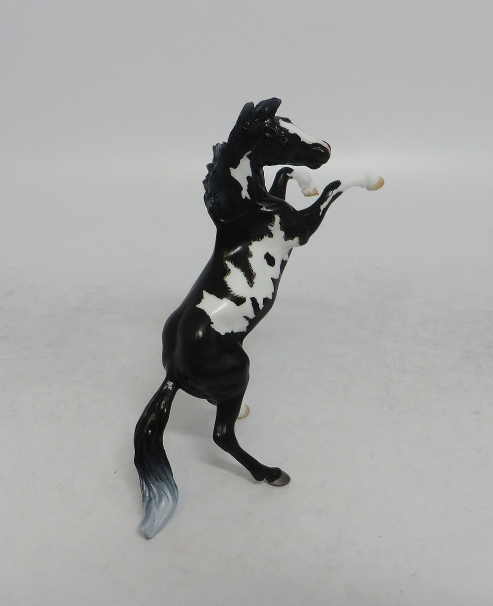 PARTY LIKE A ROCKSTAR - OOAK BLACK PINTO REARING CHIP EQ2018