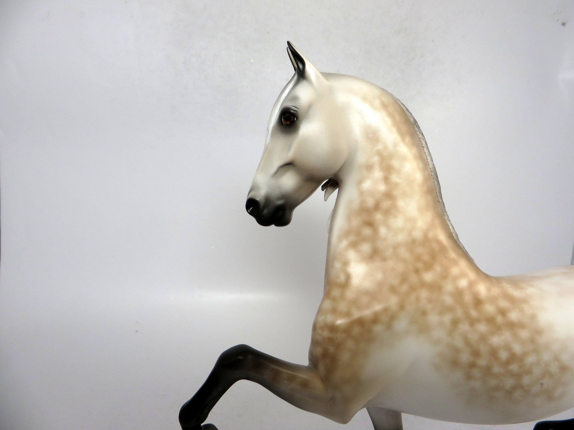 HANDEL- OOAK DAPPLED ROSE GREY SADDLEBRED BY SHERYL LEISURE 1-18-19