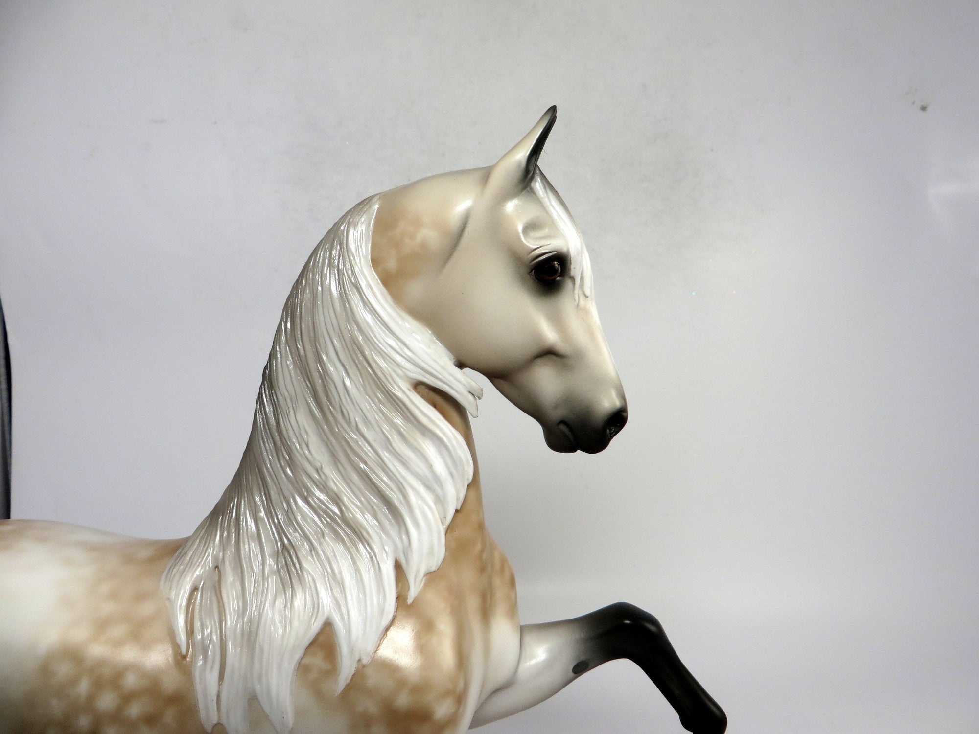 HANDEL- OOAK DAPPLED ROSE GREY SADDLEBRED BY SHERYL LEISURE 1-18-19