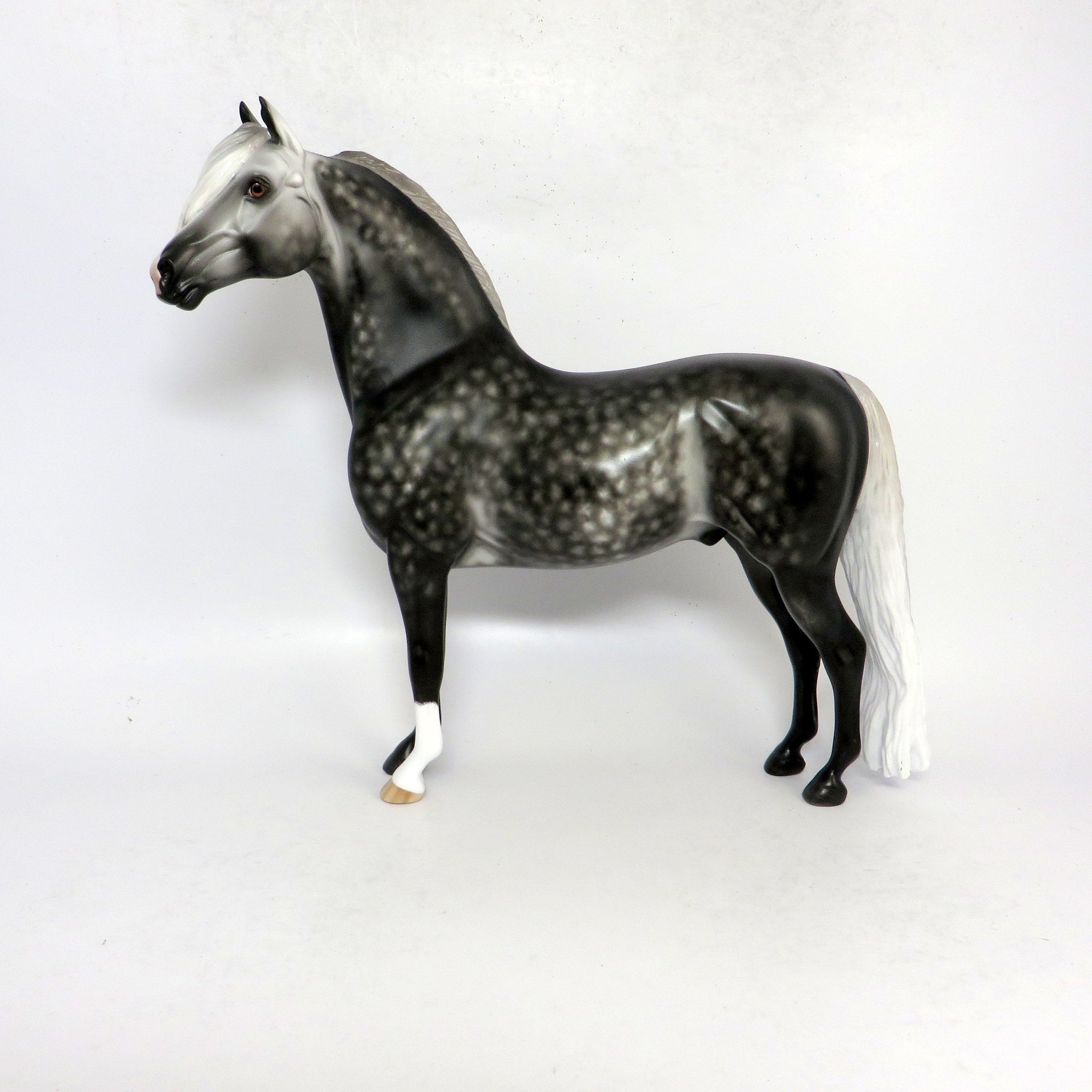 BRAHMS- OOAK STAR DAPPLEDDARK GREY  CUSTOM MORGAN BY SHERYL LEISURE 1-18-19