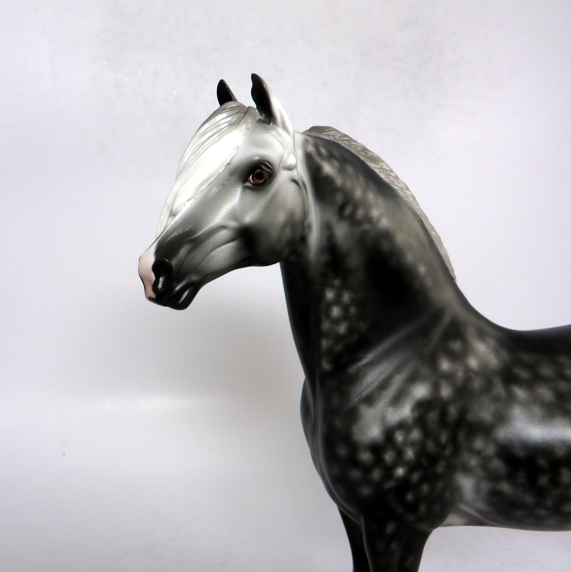 BRAHMS- OOAK STAR DAPPLEDDARK GREY  CUSTOM MORGAN BY SHERYL LEISURE 1-18-19