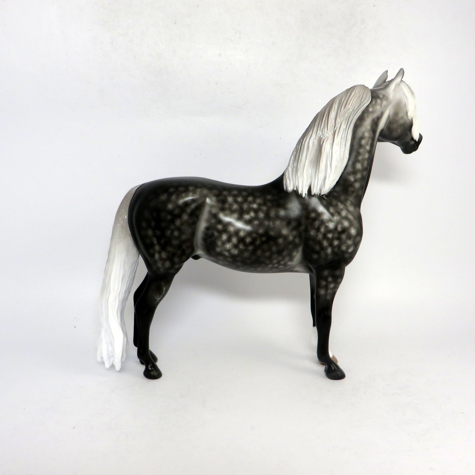 BRAHMS- OOAK STAR DAPPLEDDARK GREY  CUSTOM MORGAN BY SHERYL LEISURE 1-18-19