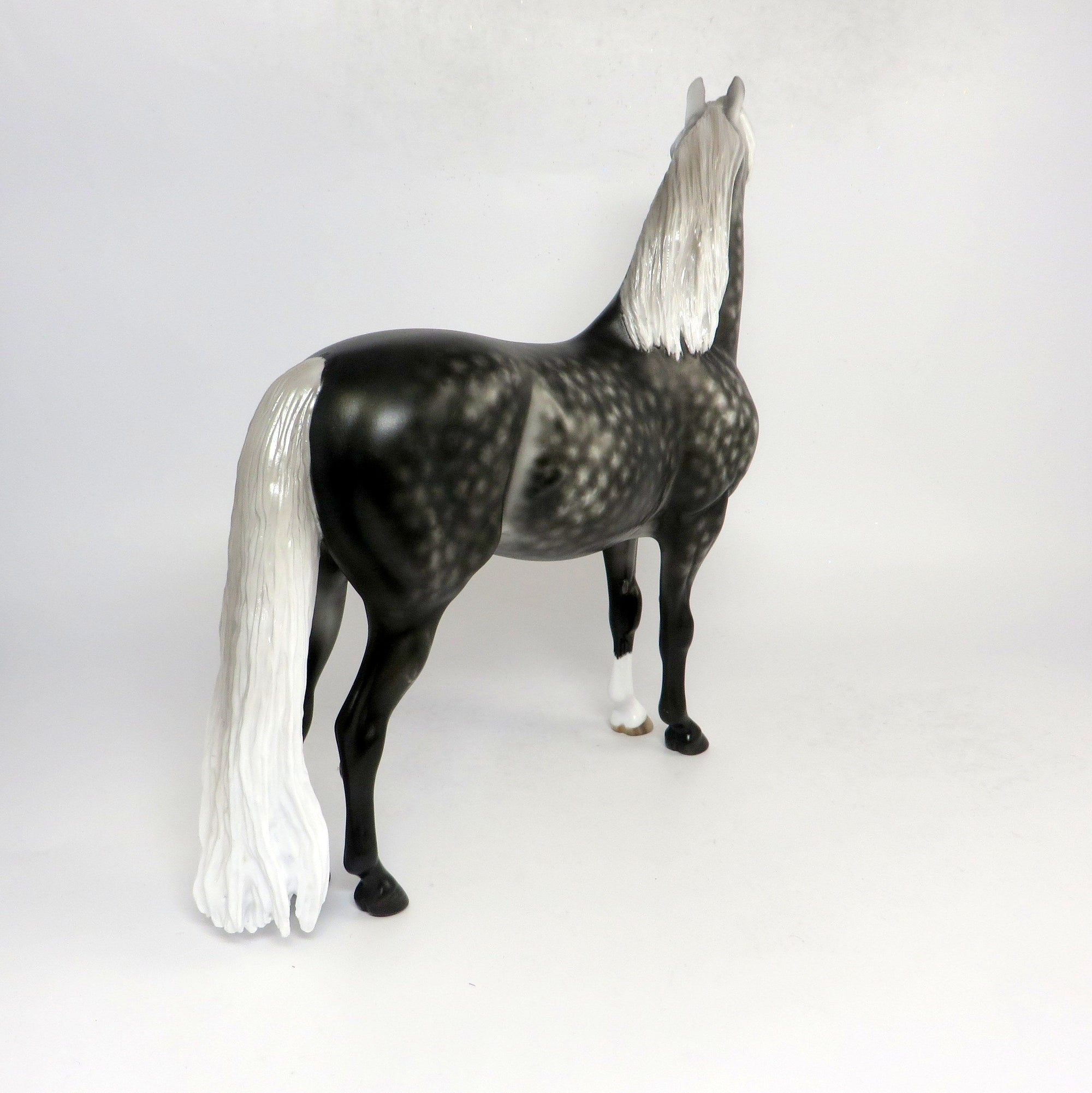 BRAHMS- OOAK STAR DAPPLEDDARK GREY  CUSTOM MORGAN BY SHERYL LEISURE 1-18-19