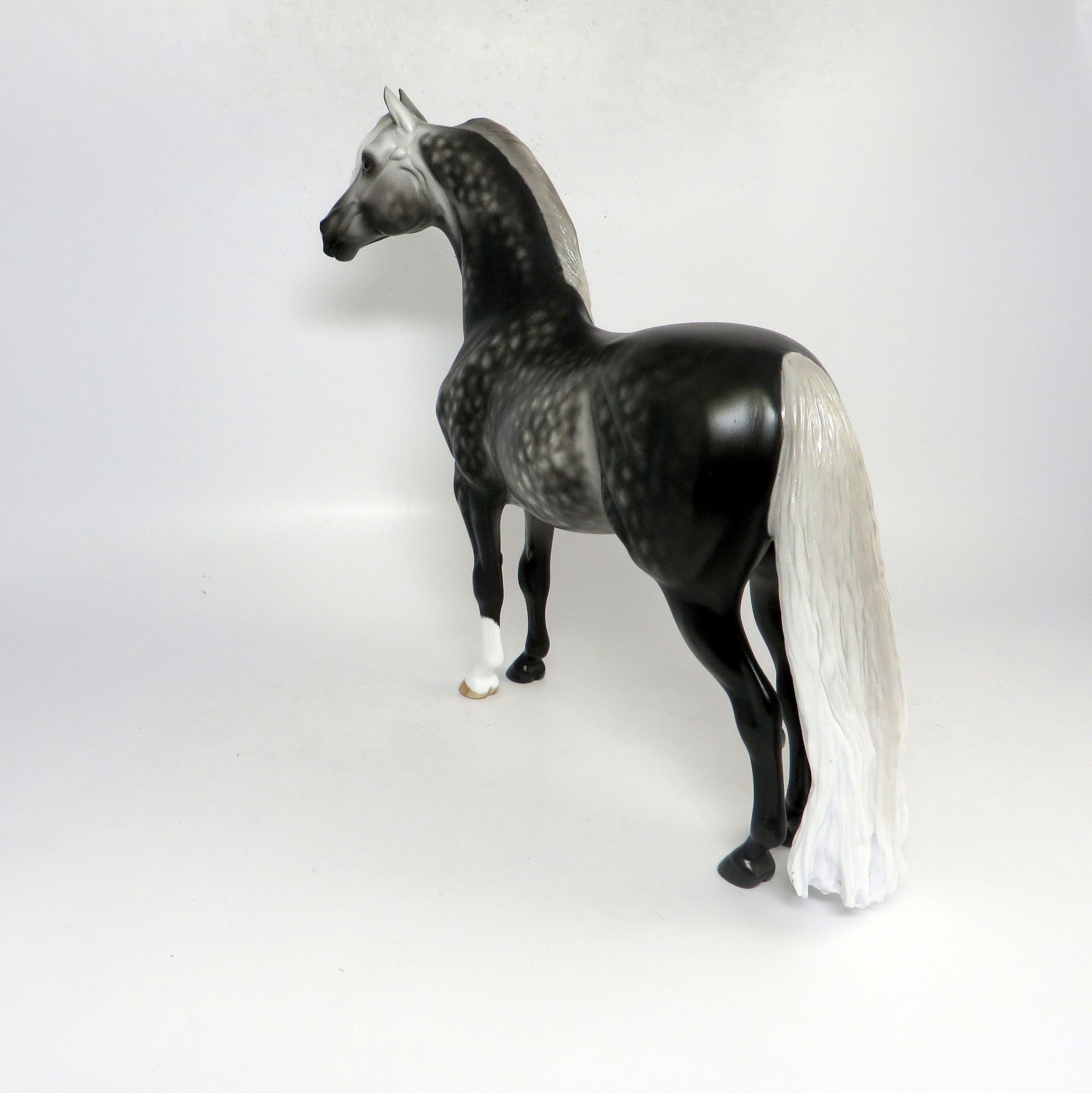 BRAHMS- OOAK STAR DAPPLEDDARK GREY  CUSTOM MORGAN BY SHERYL LEISURE 1-18-19