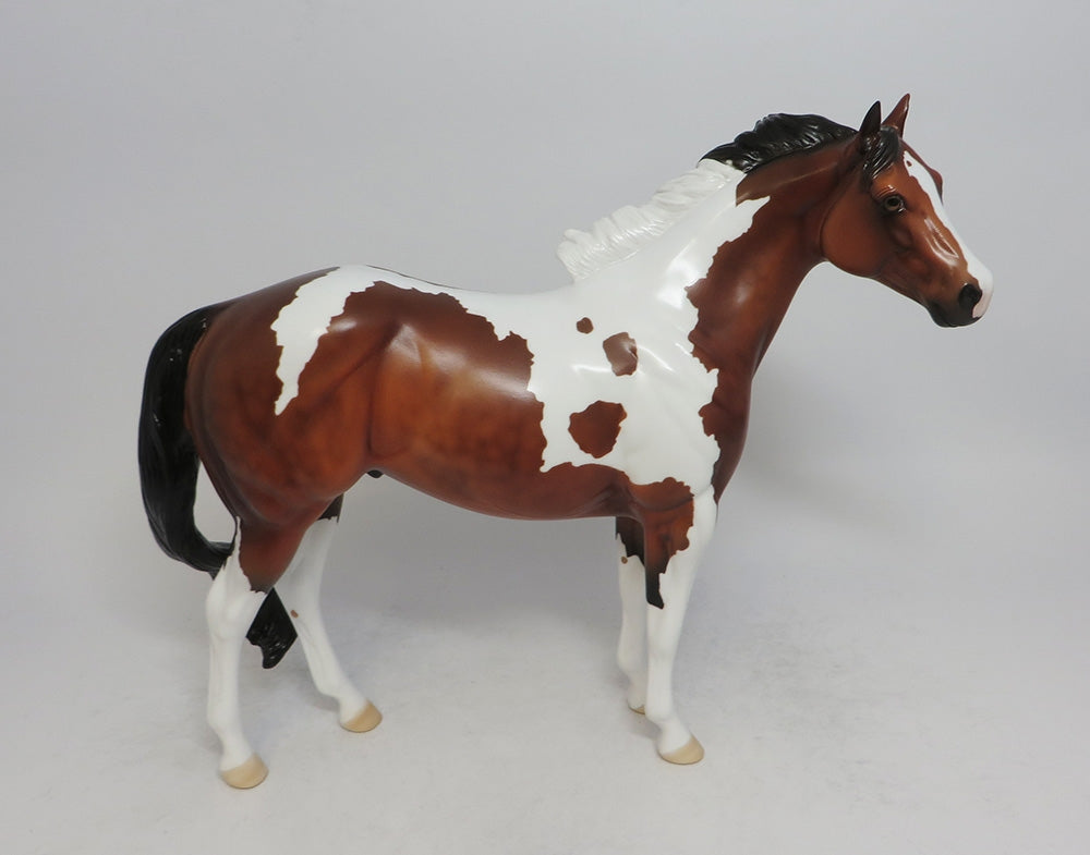 THANOS - LE4 DAPPLE BAY PINTO ISH MODEL HORSE 6/1/18