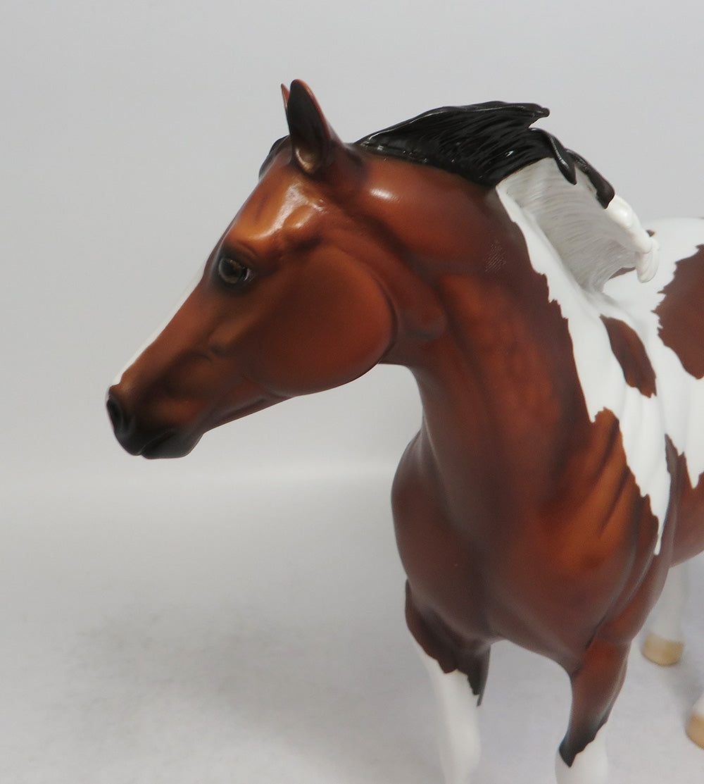 THANOS - LE4 DAPPLE BAY PINTO ISH MODEL HORSE 6/1/18
