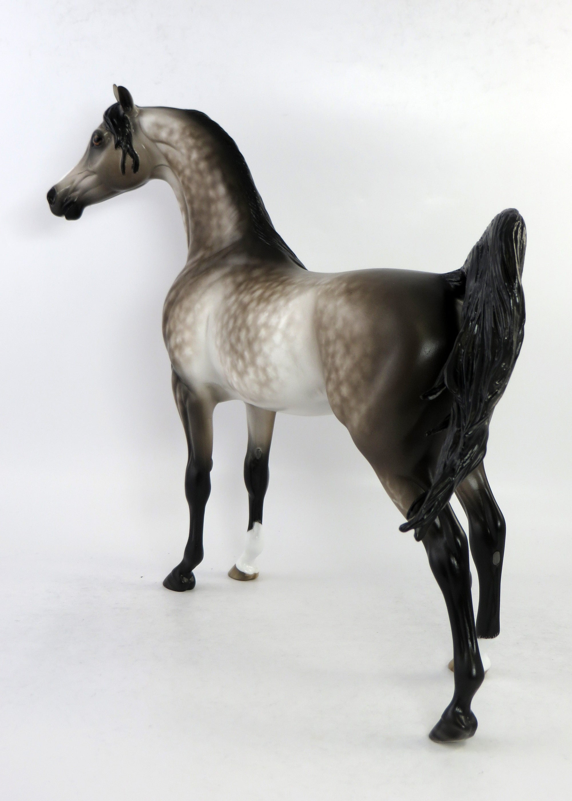 dapple grey going grey