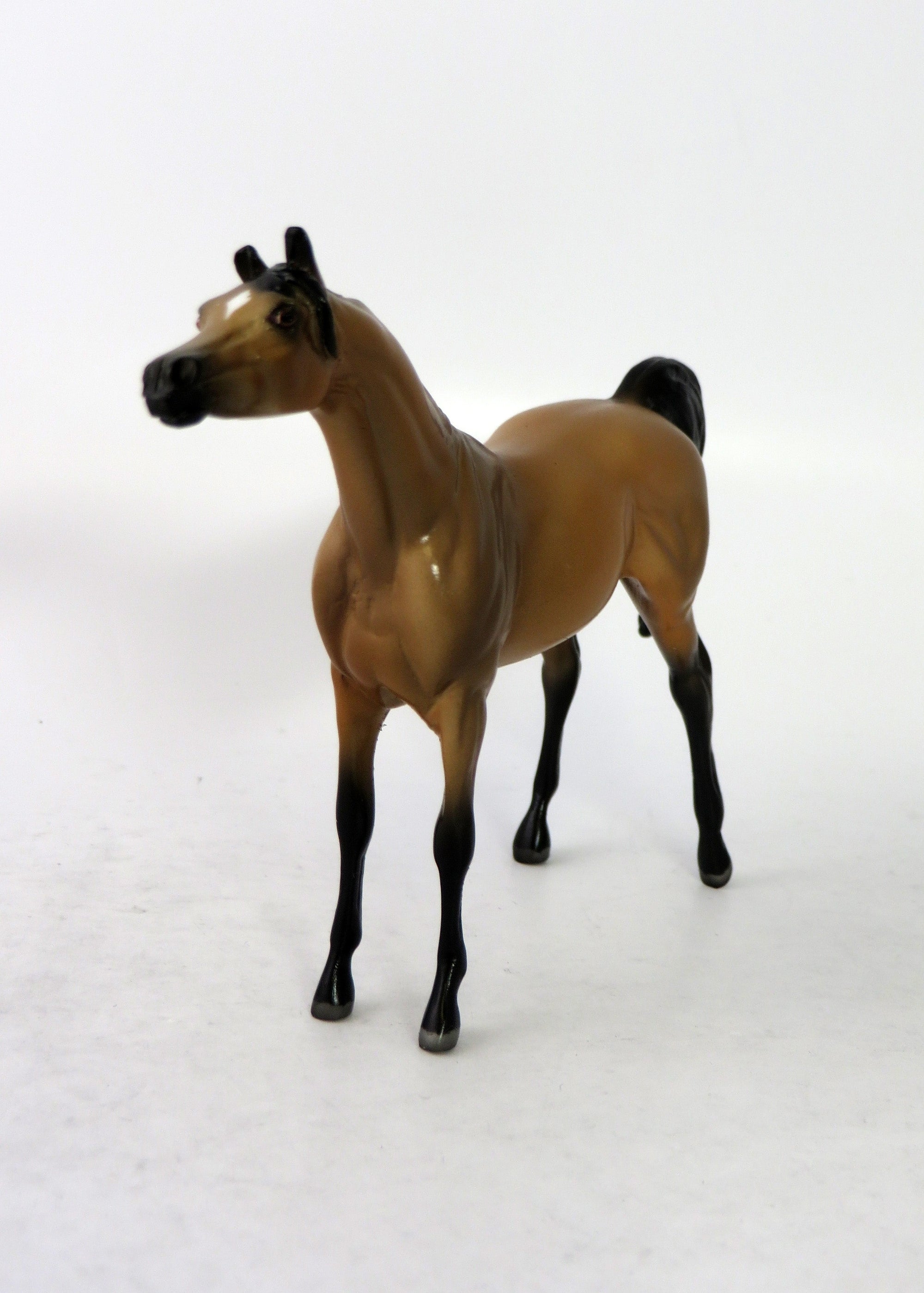 ZELLY-LE-15 MINI ME BUCKSKIN ARABIAN EQ 2018