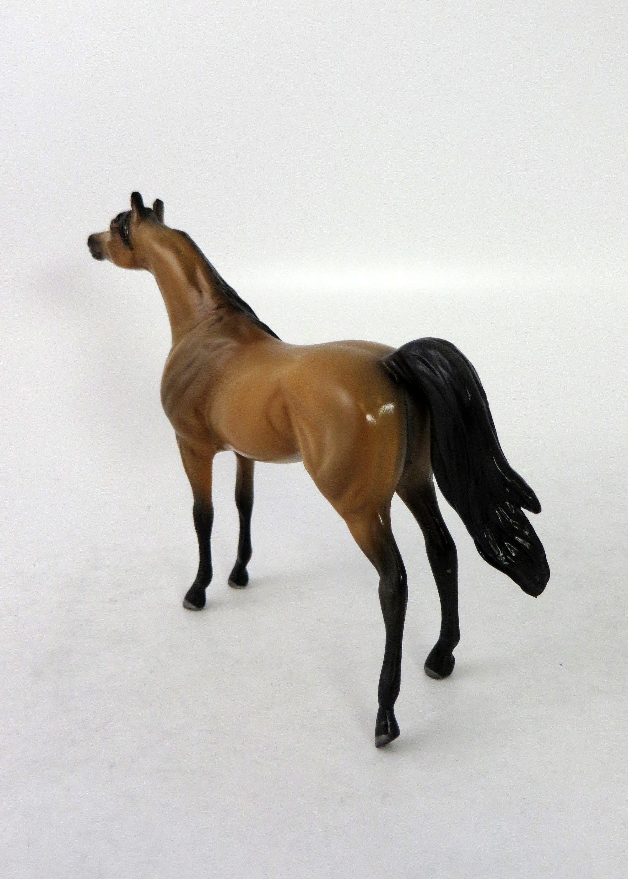 ZELLY-LE-15 MINI ME BUCKSKIN ARABIAN EQ 2018