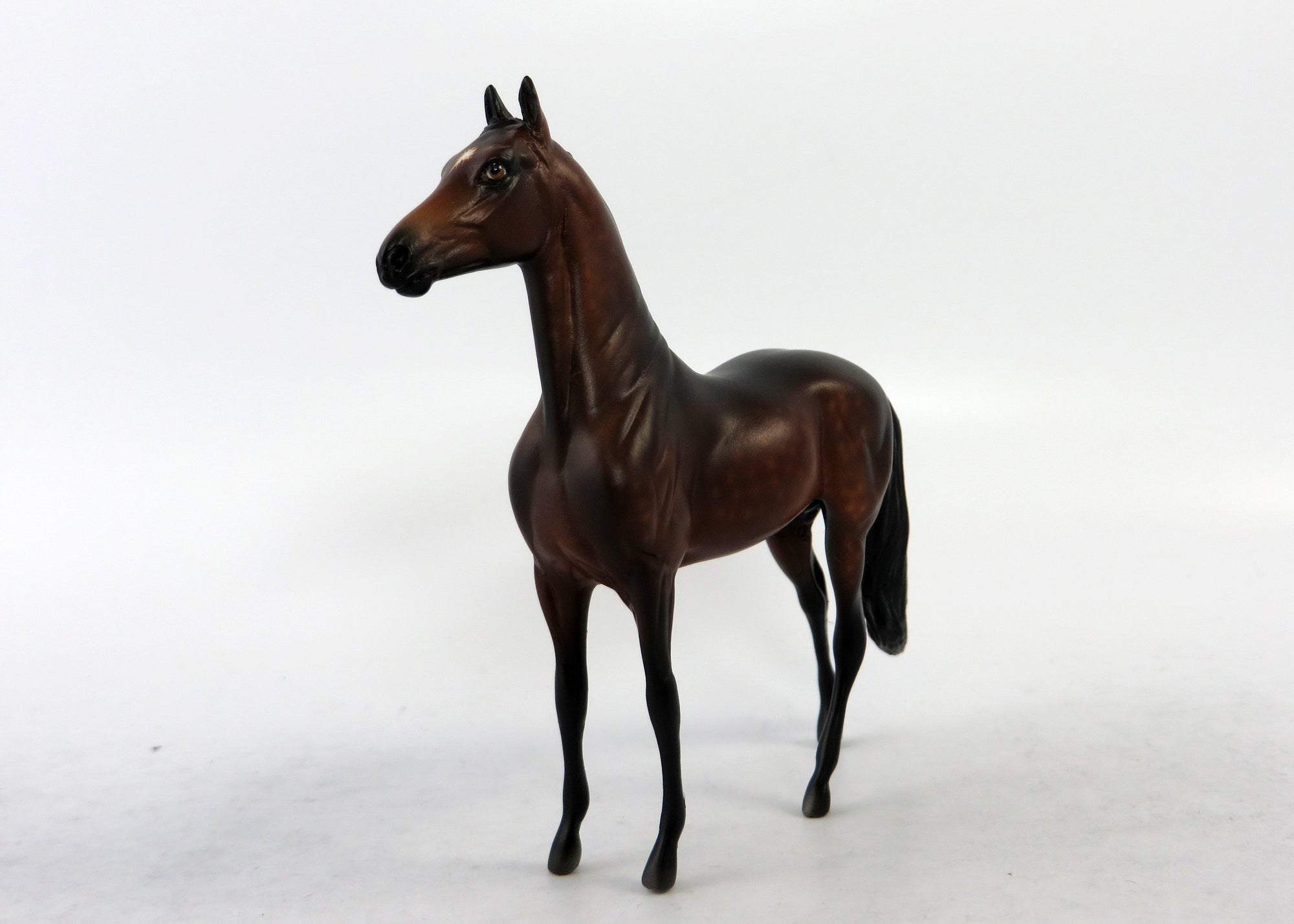 CROMWELL-OOAK DAPPPLE BAY MORGAN CHIP BY SHERYL LESIURE 6/15/18