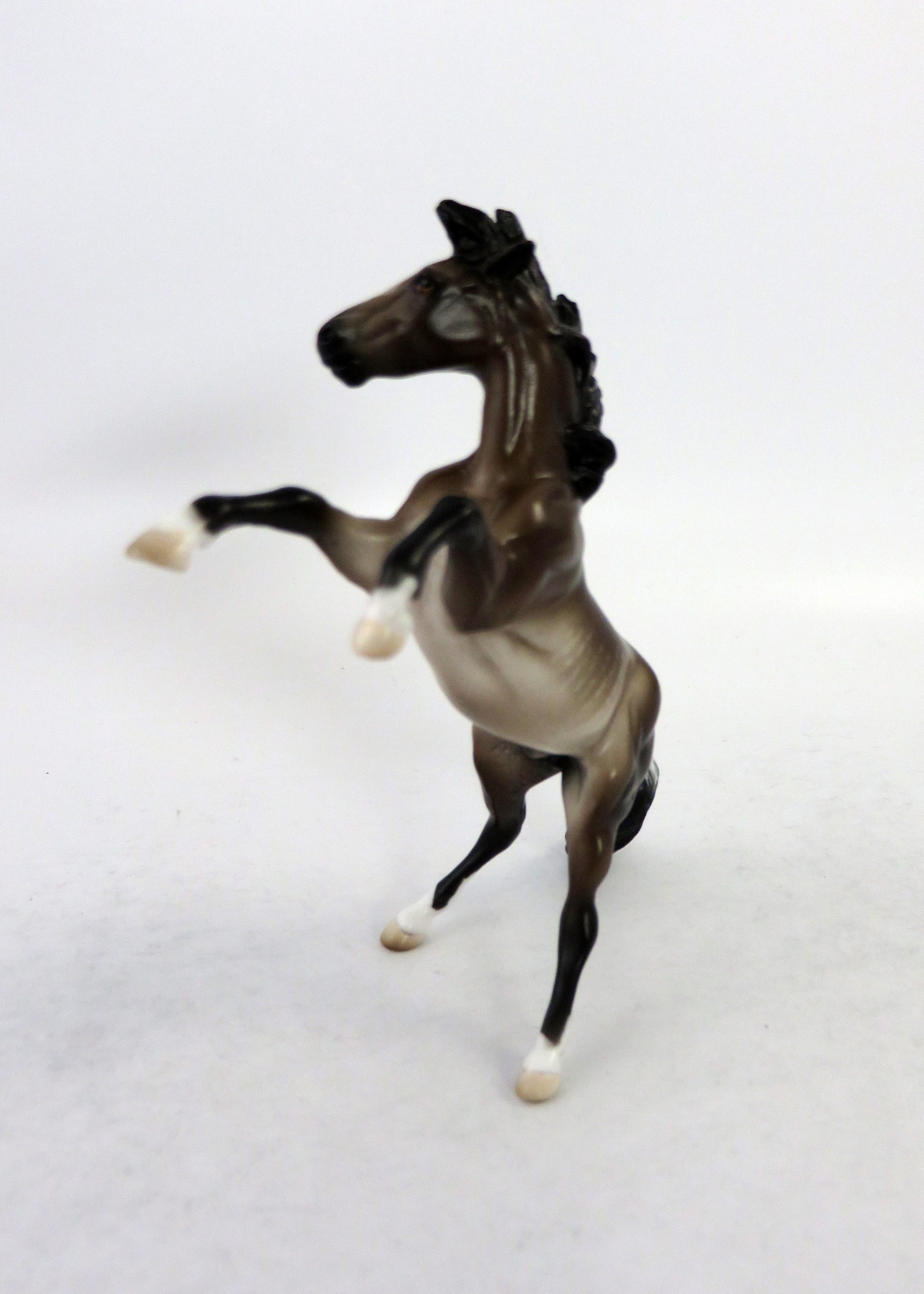 MARSHALL-OOAK REARING BAY RABICANO CHIP BY SHERYLE LEISURE 6/15/18