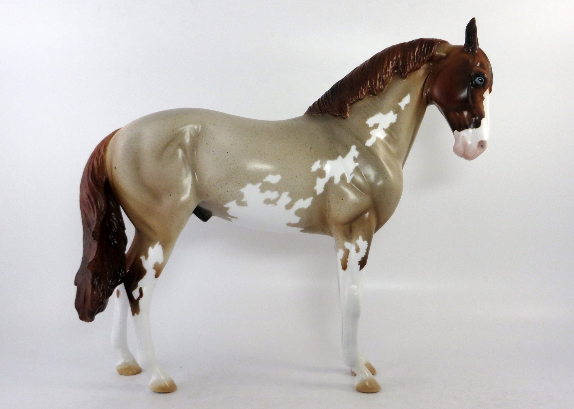 chestnut roan pinto