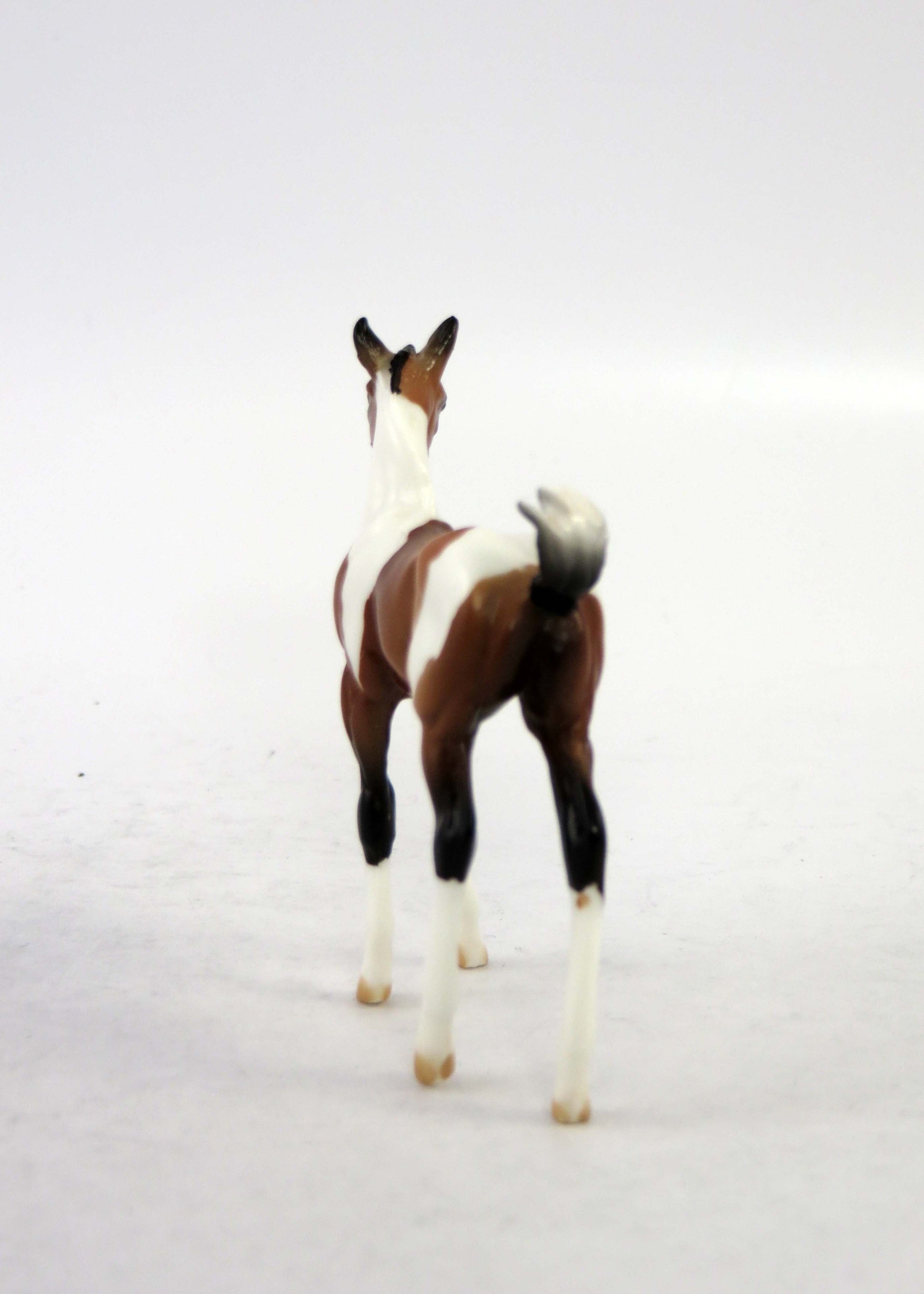 FRIDAY~LE-30 BAY PINTO CHIP FOAL EQ 2018