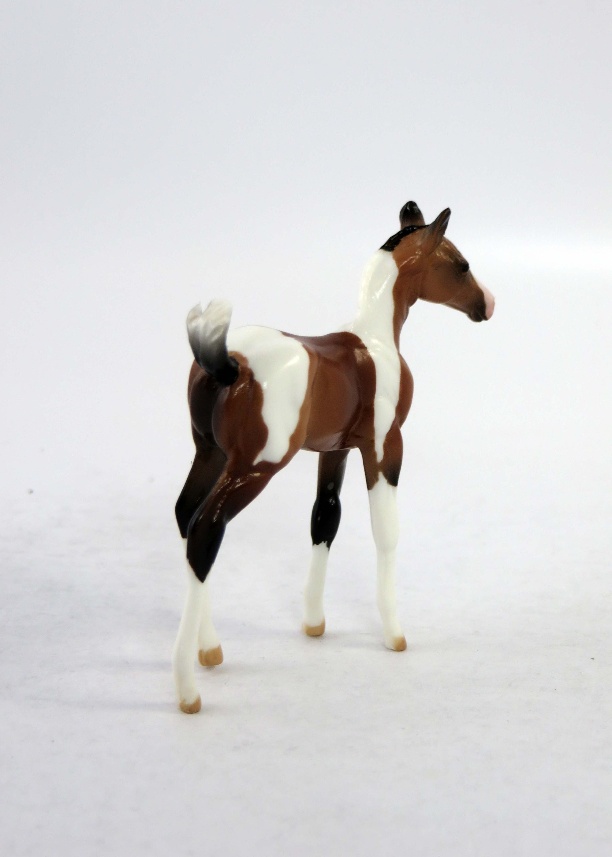 FRIDAY~LE-30 BAY PINTO CHIP FOAL EQ 2018