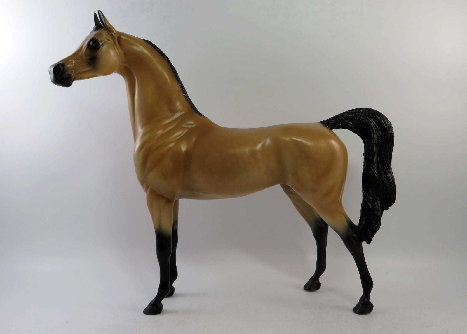 ZELLY-LE-15 BUCKSKIN ARABIAN EQ 2018