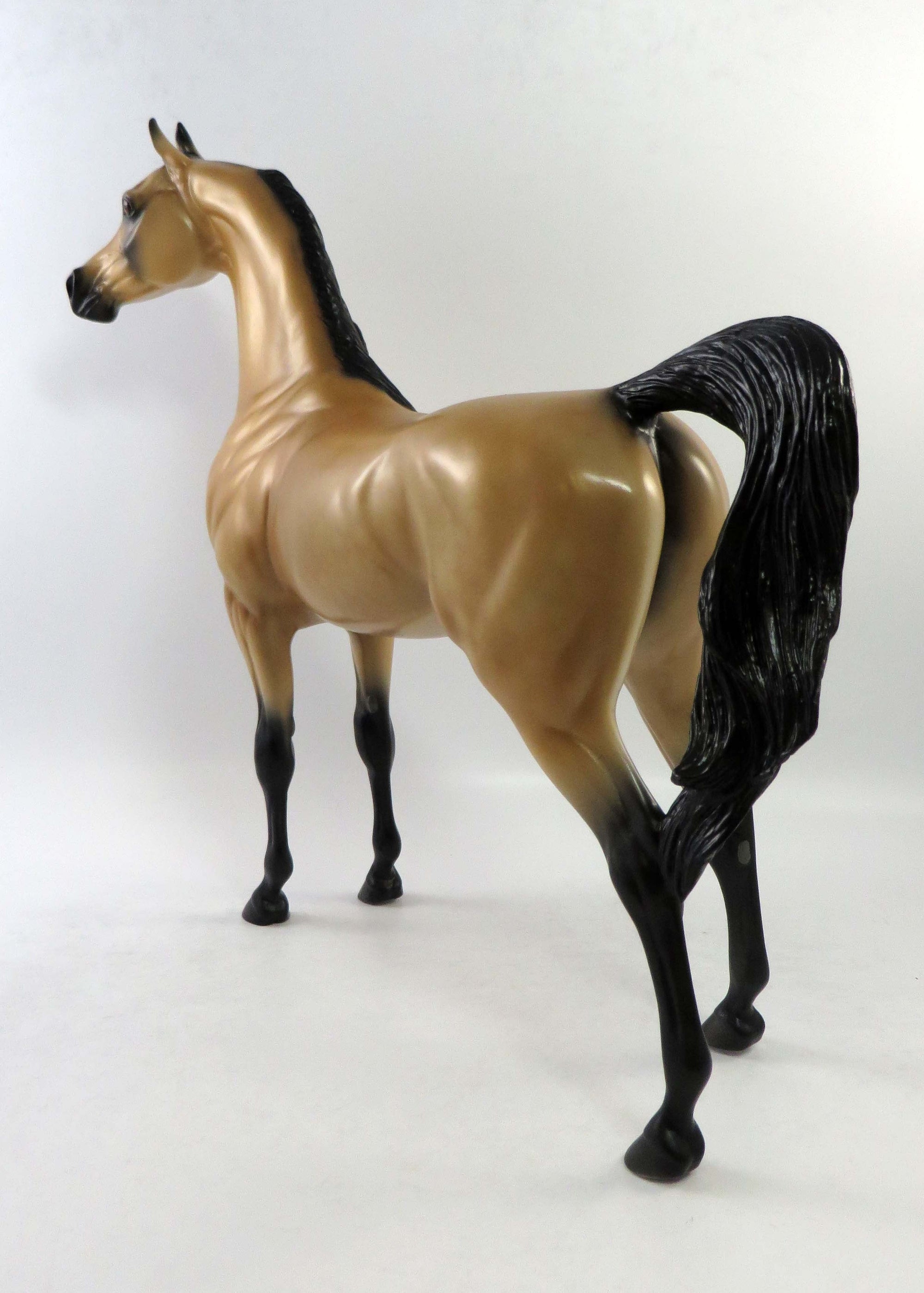 ZELLY-LE-15 BUCKSKIN ARABIAN EQ 2018