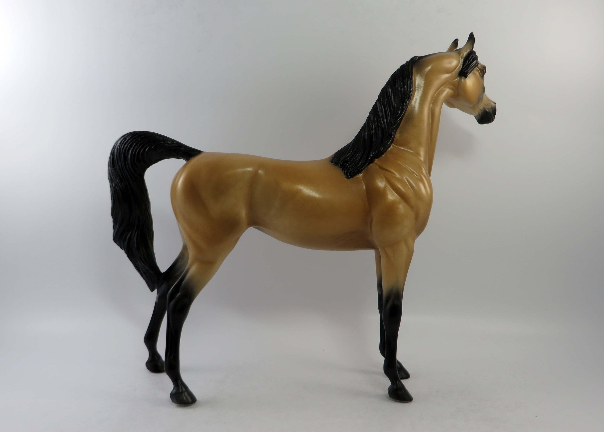 ZELLY-LE-15 BUCKSKIN ARABIAN EQ 2018