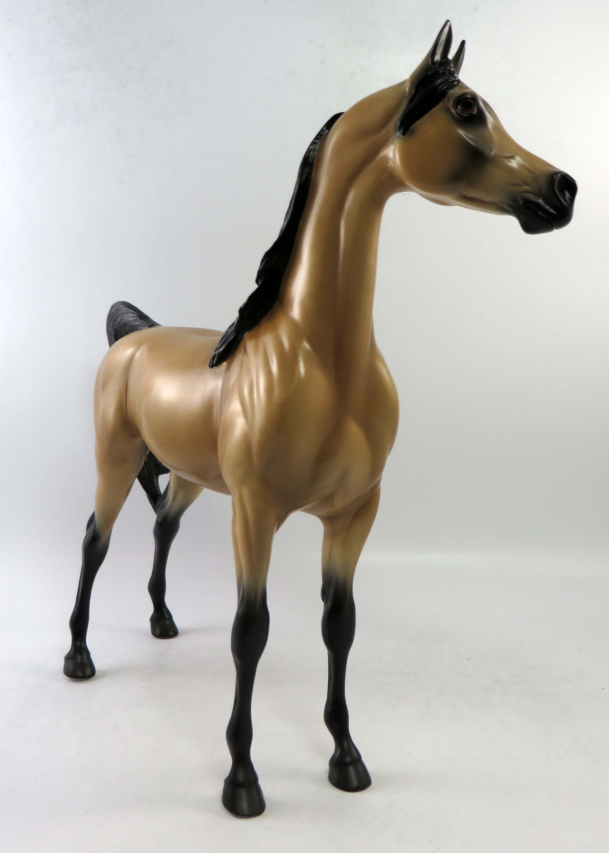 ZELLY-LE-15 BUCKSKIN ARABIAN EQ 2018