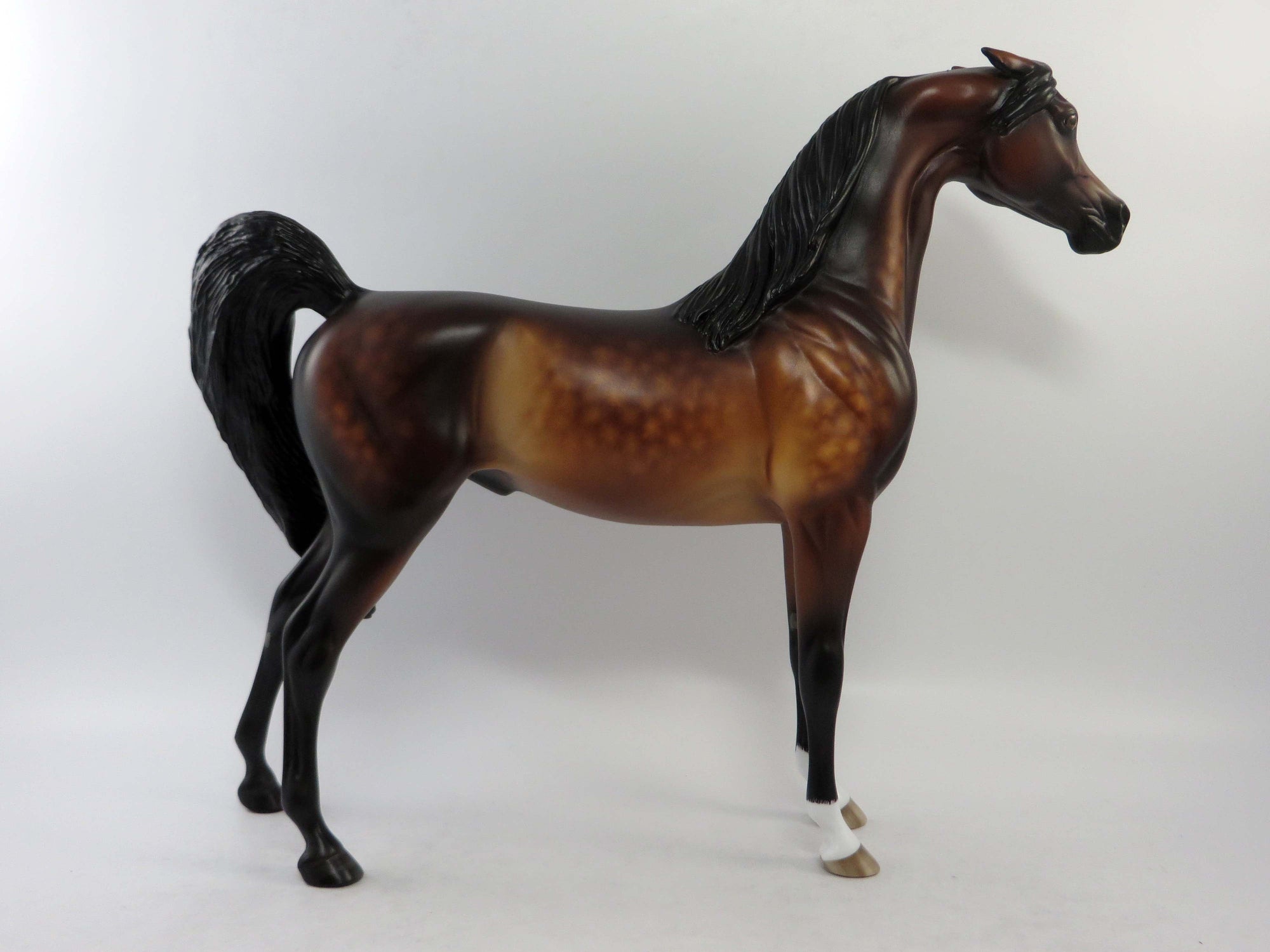 ANNAWAN-OOAK STAR DAPPLE BAY ARABIAN EQ 2018