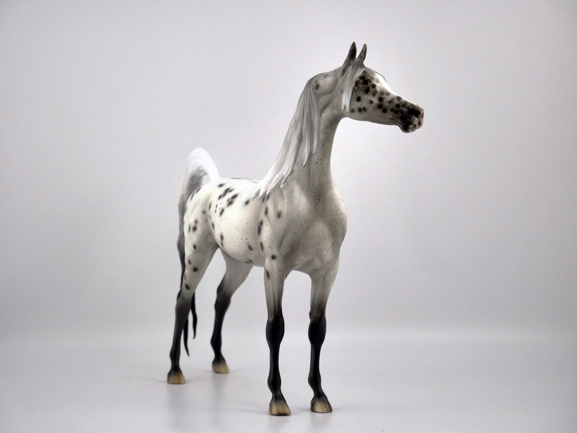 INK WASH-OOAK LOUD APPALOOSA ARABIAN