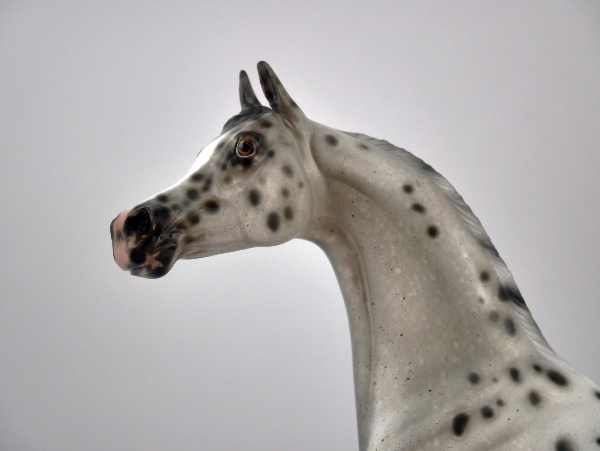 INK WASH-OOAK LOUD APPALOOSA ARABIAN