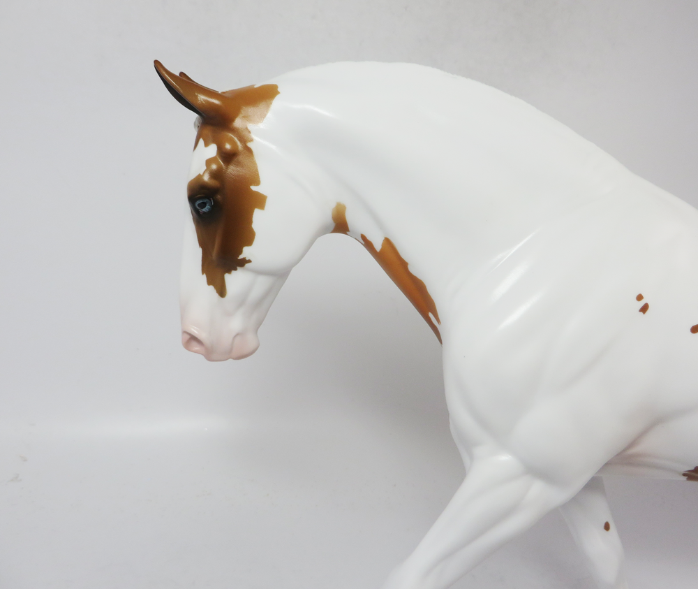 NO LIMITS- LE-8- PALOMINO PINTO  IRISH DRAFT SB 19 BY AMANDA