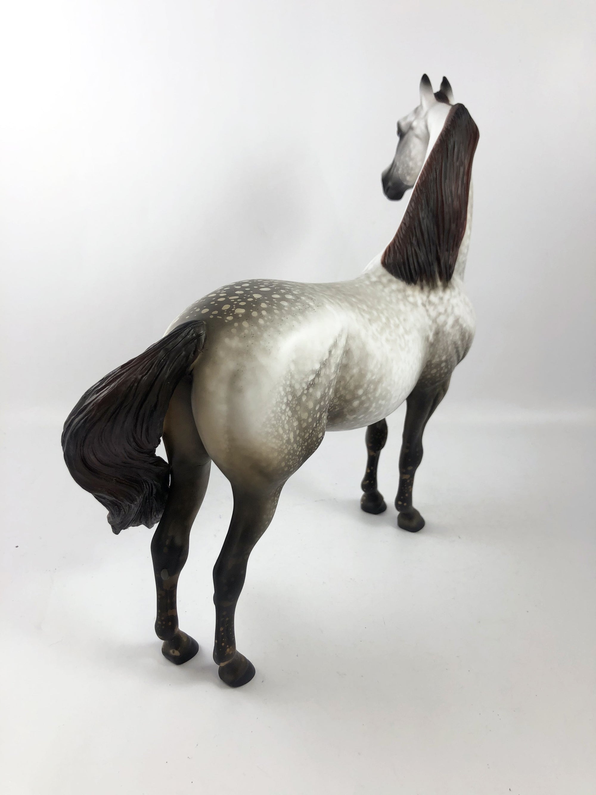 JANUS-OOAK MULBERY  DAPPLE GREY CUSTOM MORGAN MODEL HORSE 1/13/20