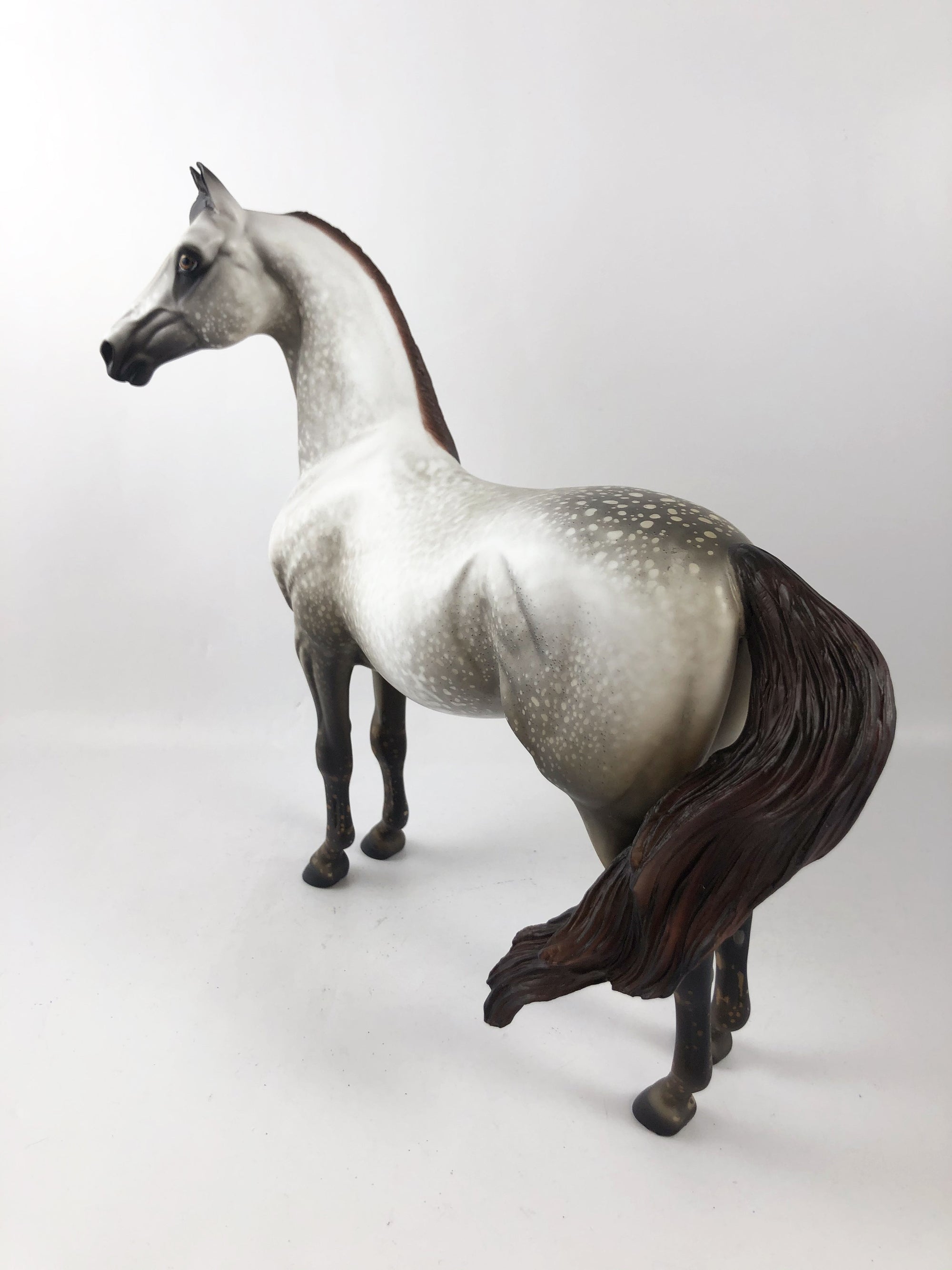 JANUS-OOAK MULBERY  DAPPLE GREY CUSTOM MORGAN MODEL HORSE 1/13/20