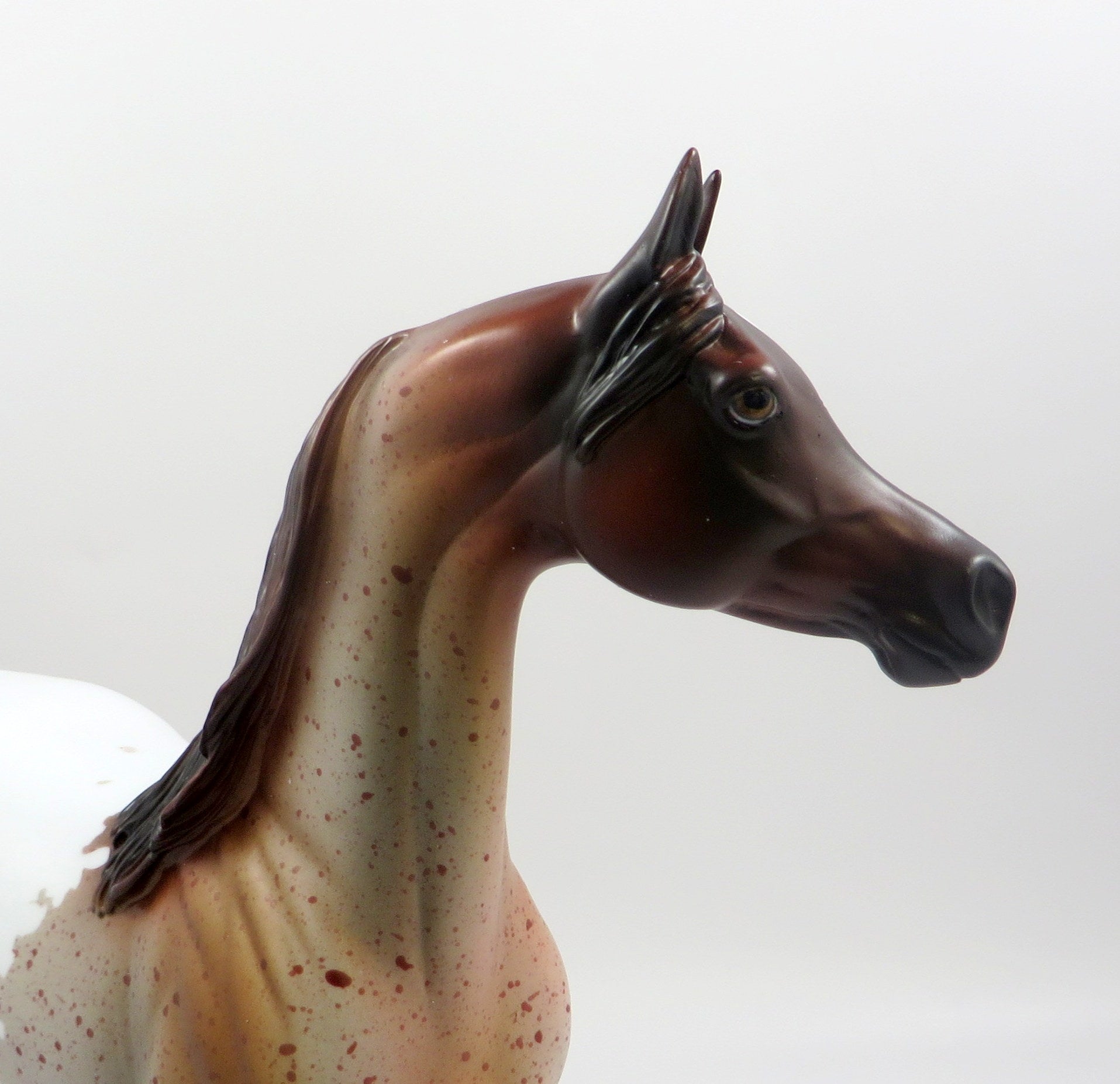 KNIGHT -OOAK CHESTNUT PINTALOOSA ARABIAN MODEL EQ 2019