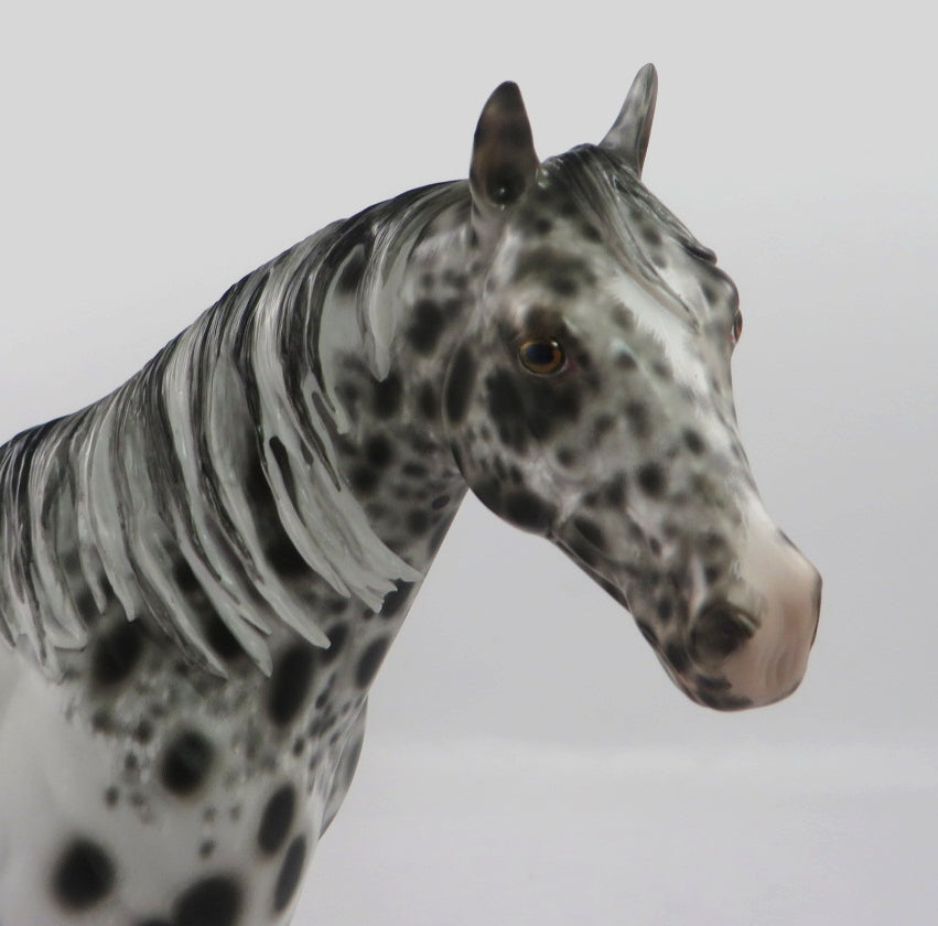 appaloosa