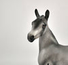 Luna Appaloosa Foal By Julie Keim MM 2020