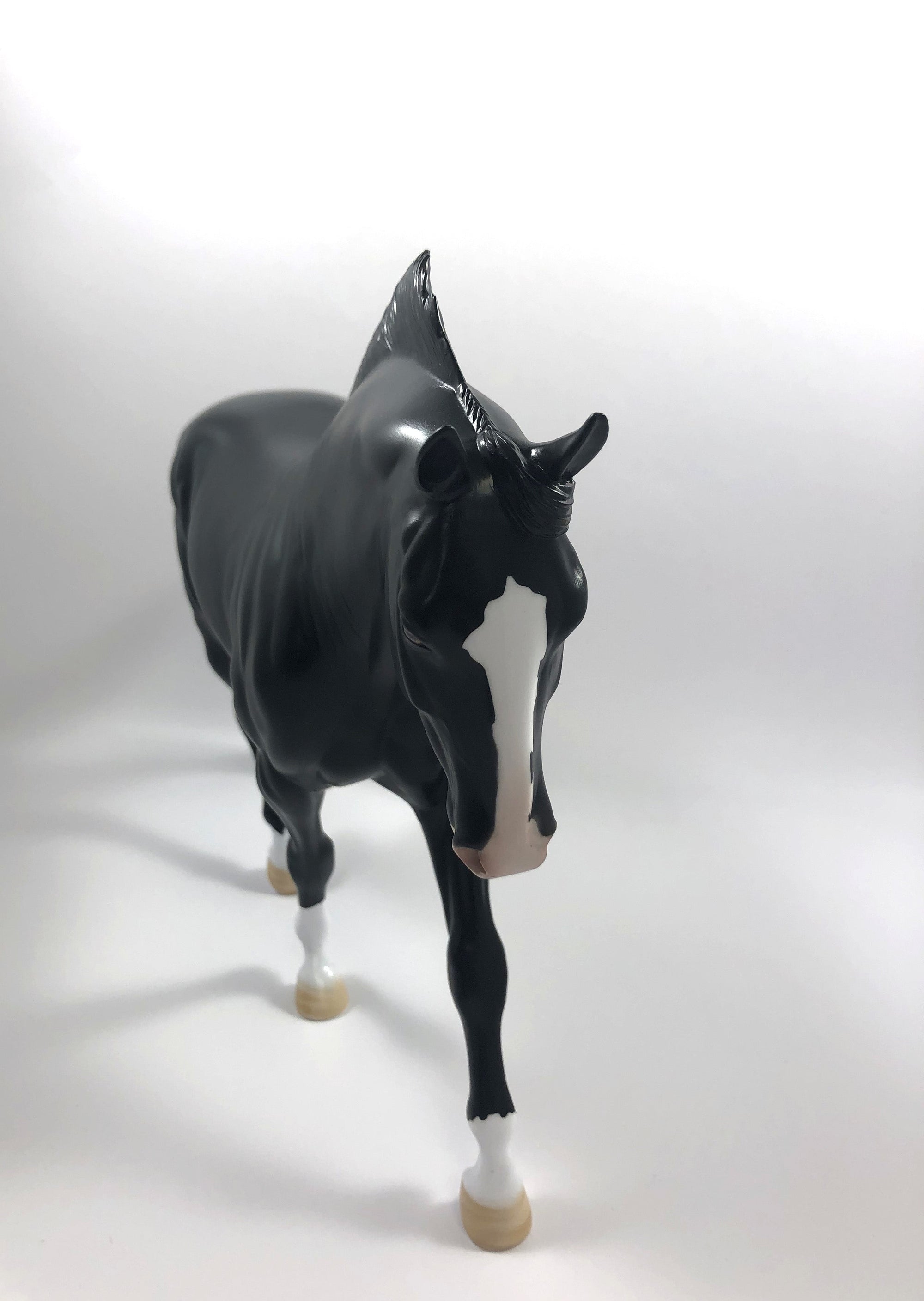 MADRAS- LE-15 CM DAPPLED BLACK IRISH DRAFT BY AMANDA  HOSTETLER SHCF 19