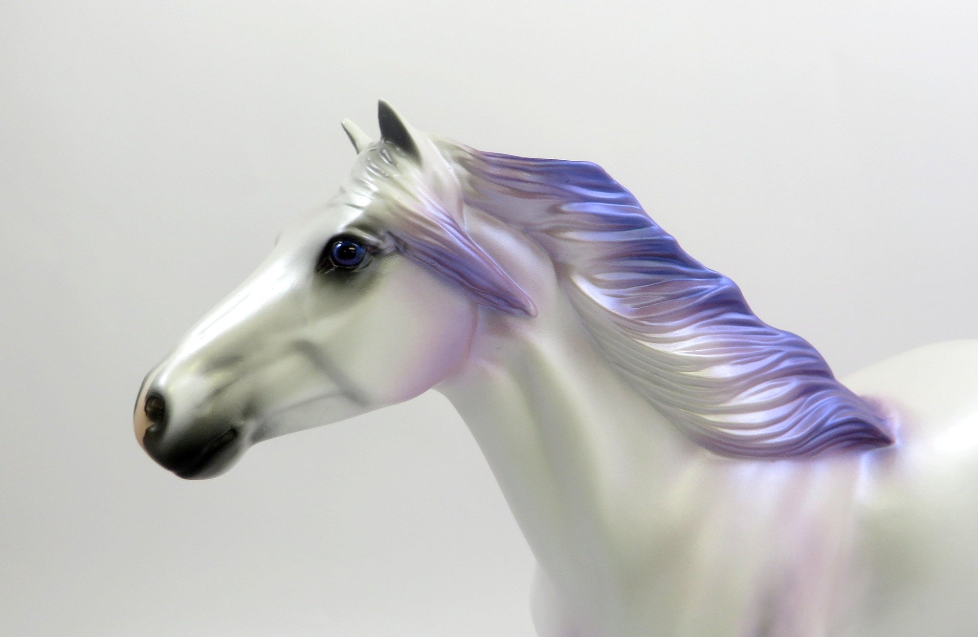 MERLIN-LE-10 DAPPLE WHITE NC SPANISH MUSTANG EQ 2019