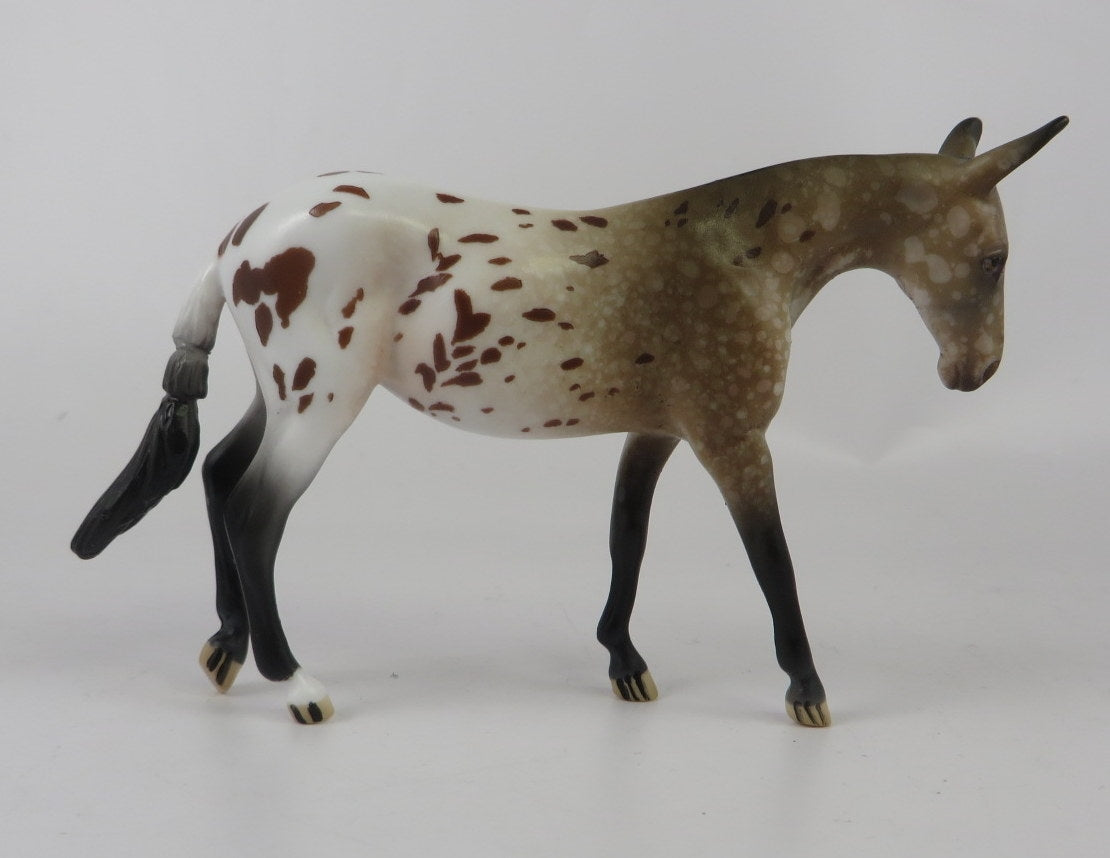 appaloosa 
