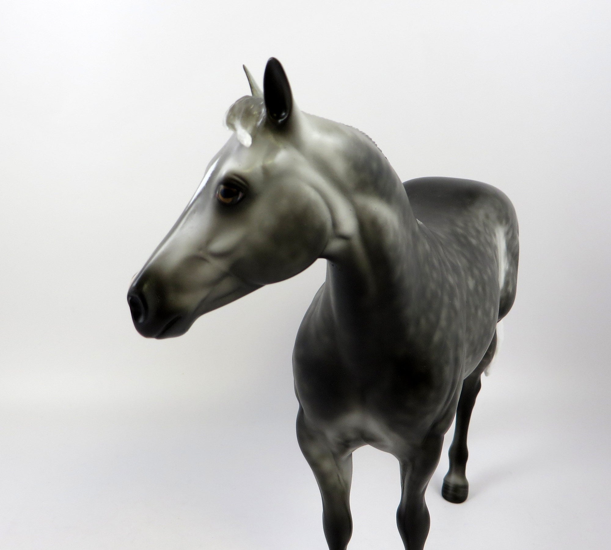 MINUS TIRITH-OOAK STAR DAPPLE ISH EQ 2019